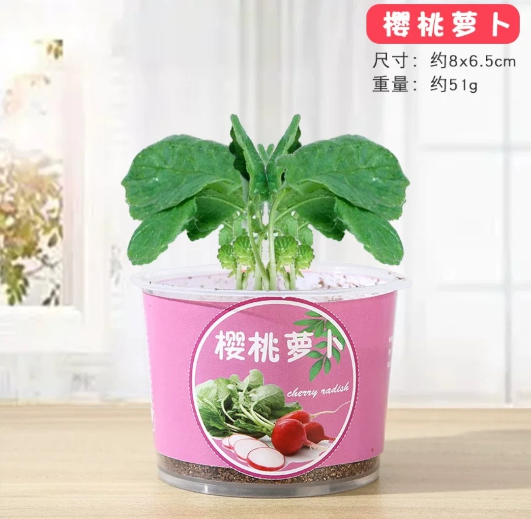 STEM科學實驗材料包- 種植觀察小盆栽 (G742) 🚛 送貨方式請選(4)        