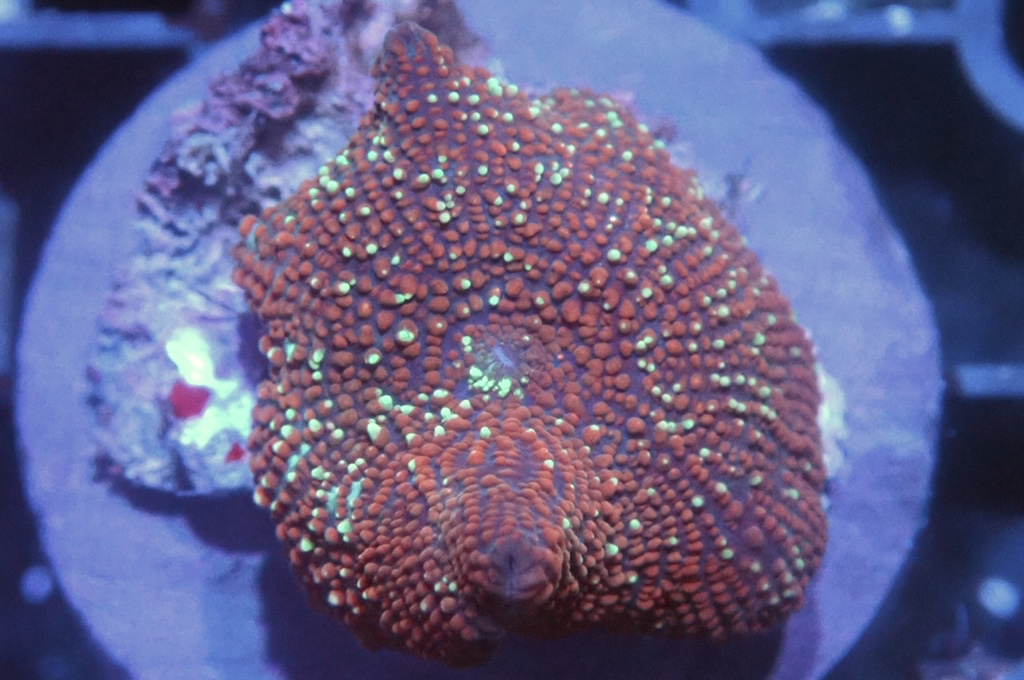 M17  菇（frag座3.5cm)