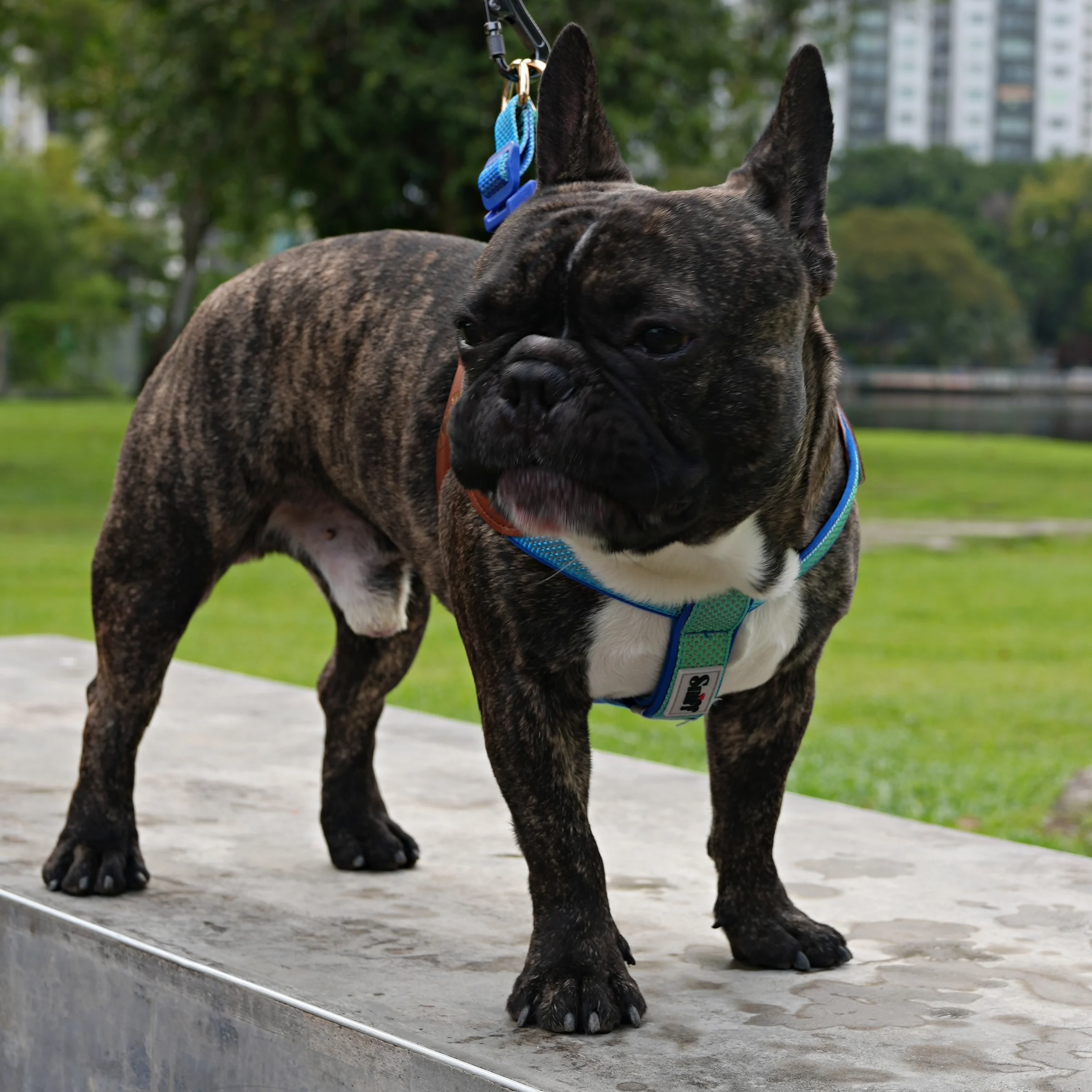 Baby’s Breathe - Tide Dusk Gradient