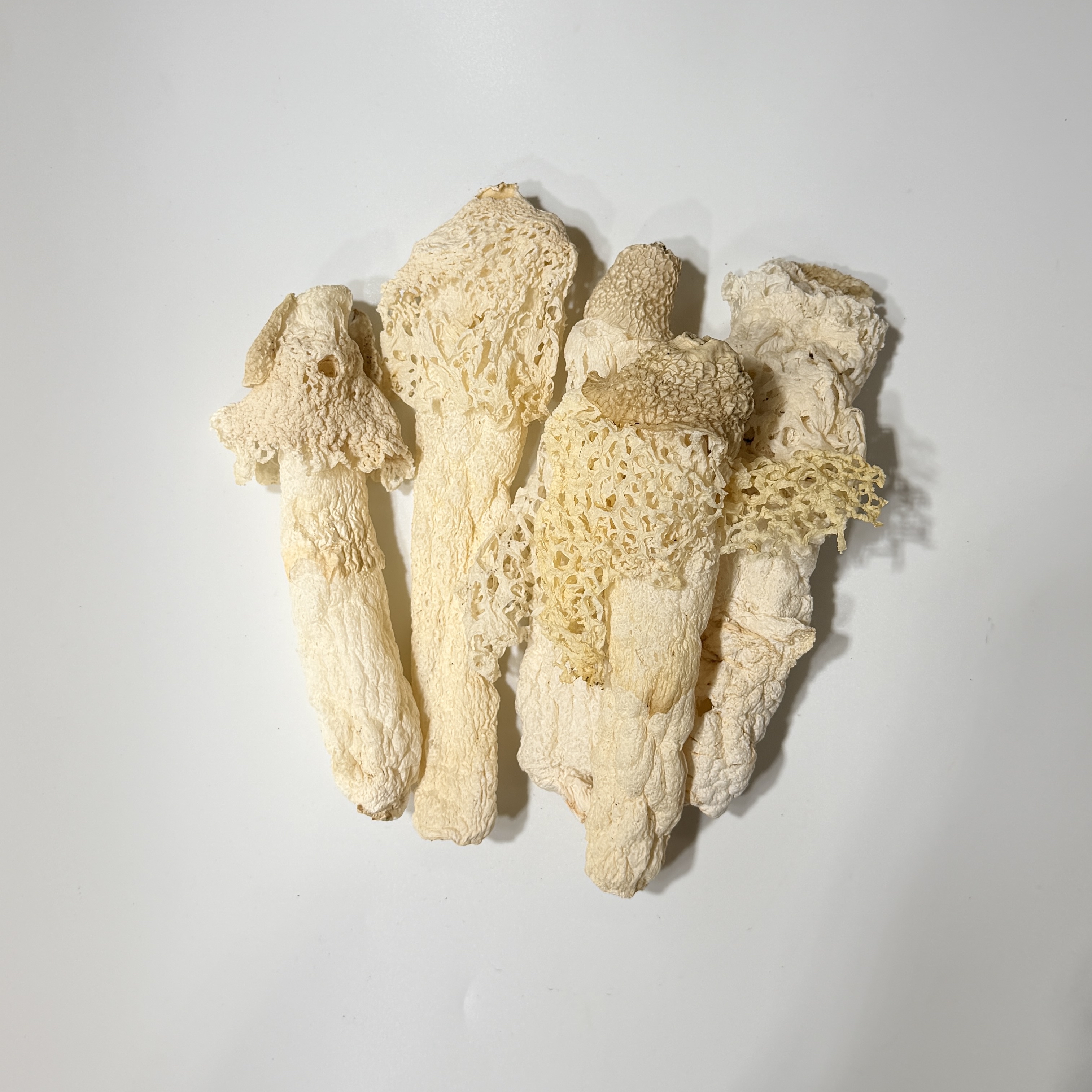 特級靚竹笙 (約1兩)