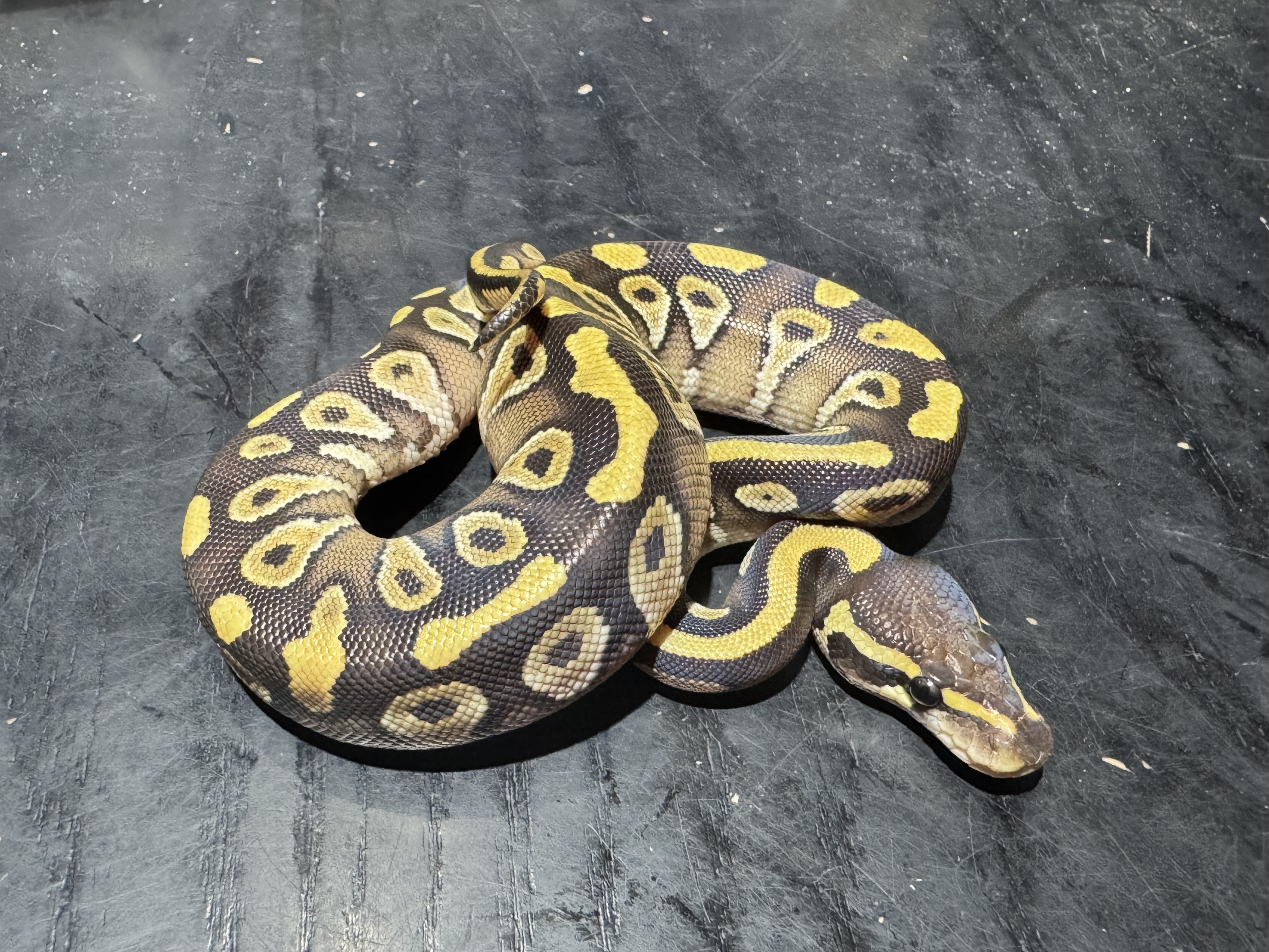 26 Mojave 1.0