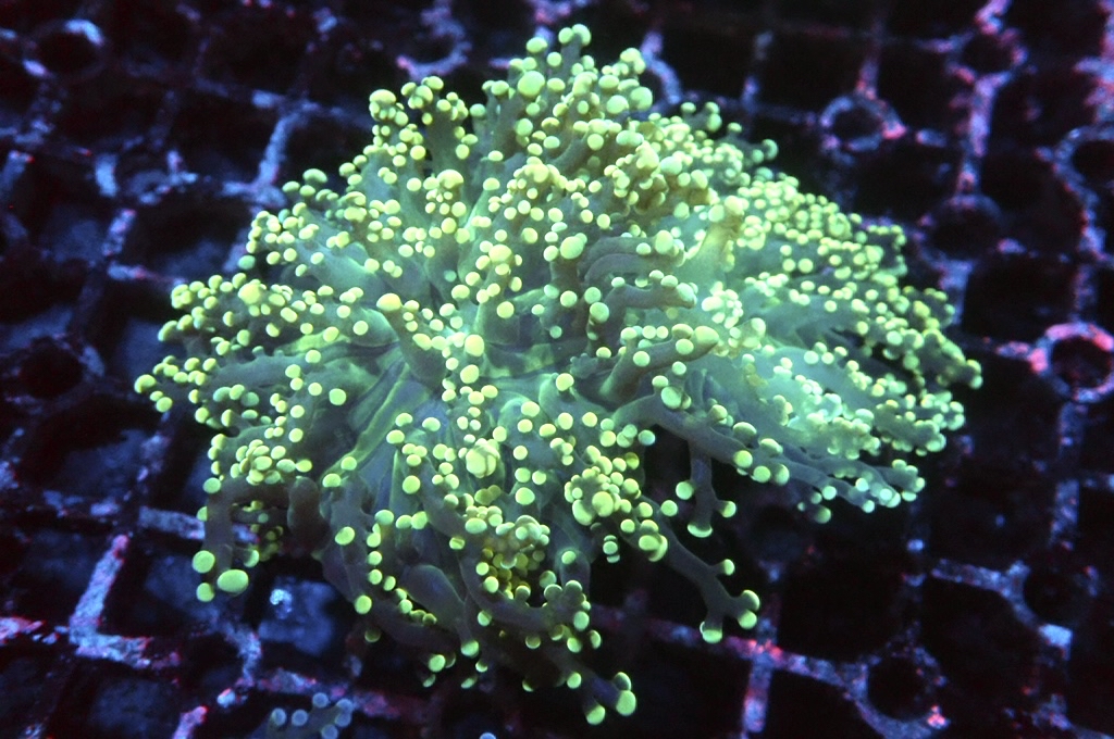 F20 啫喱（大約3吋）