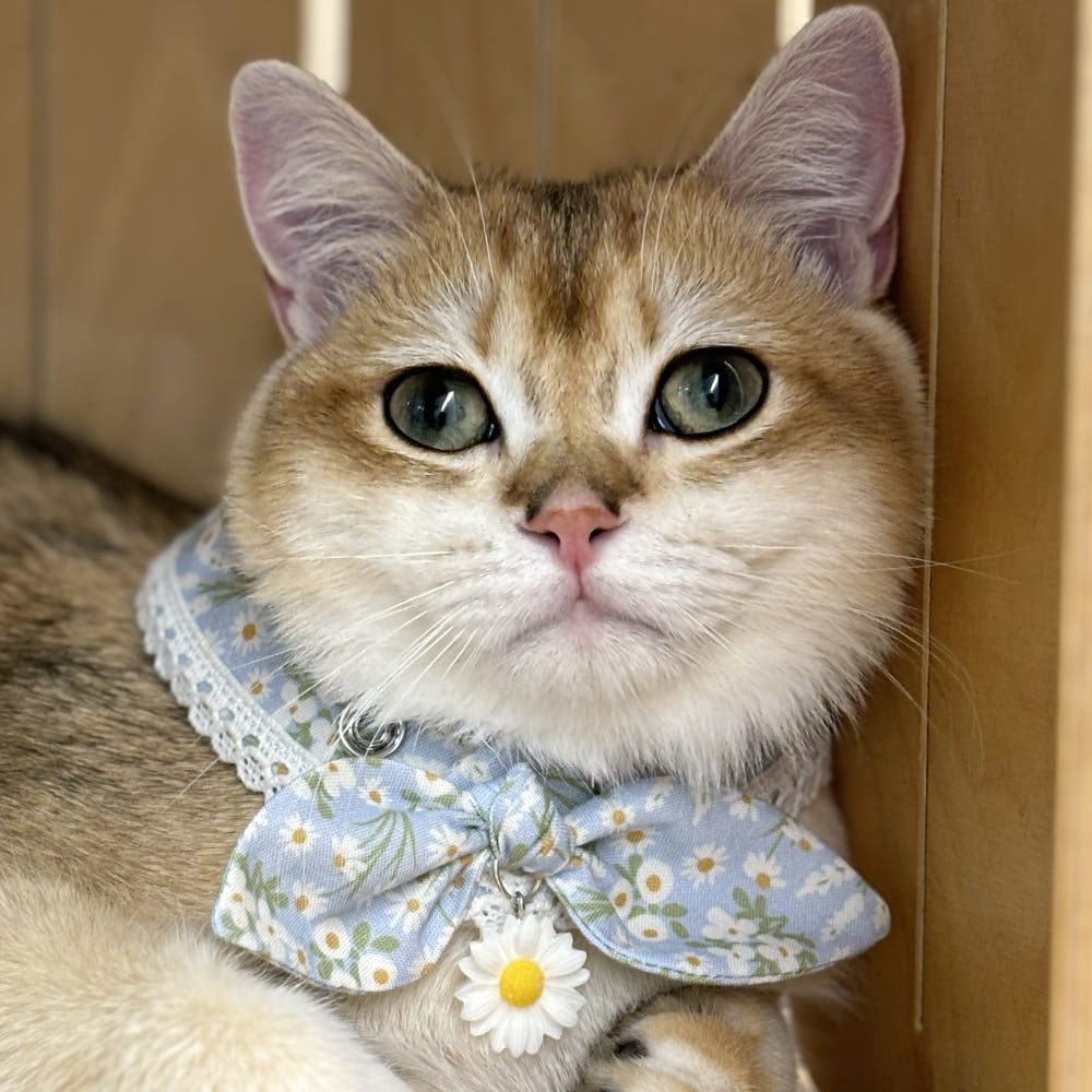 韓國 handmade 花花cape