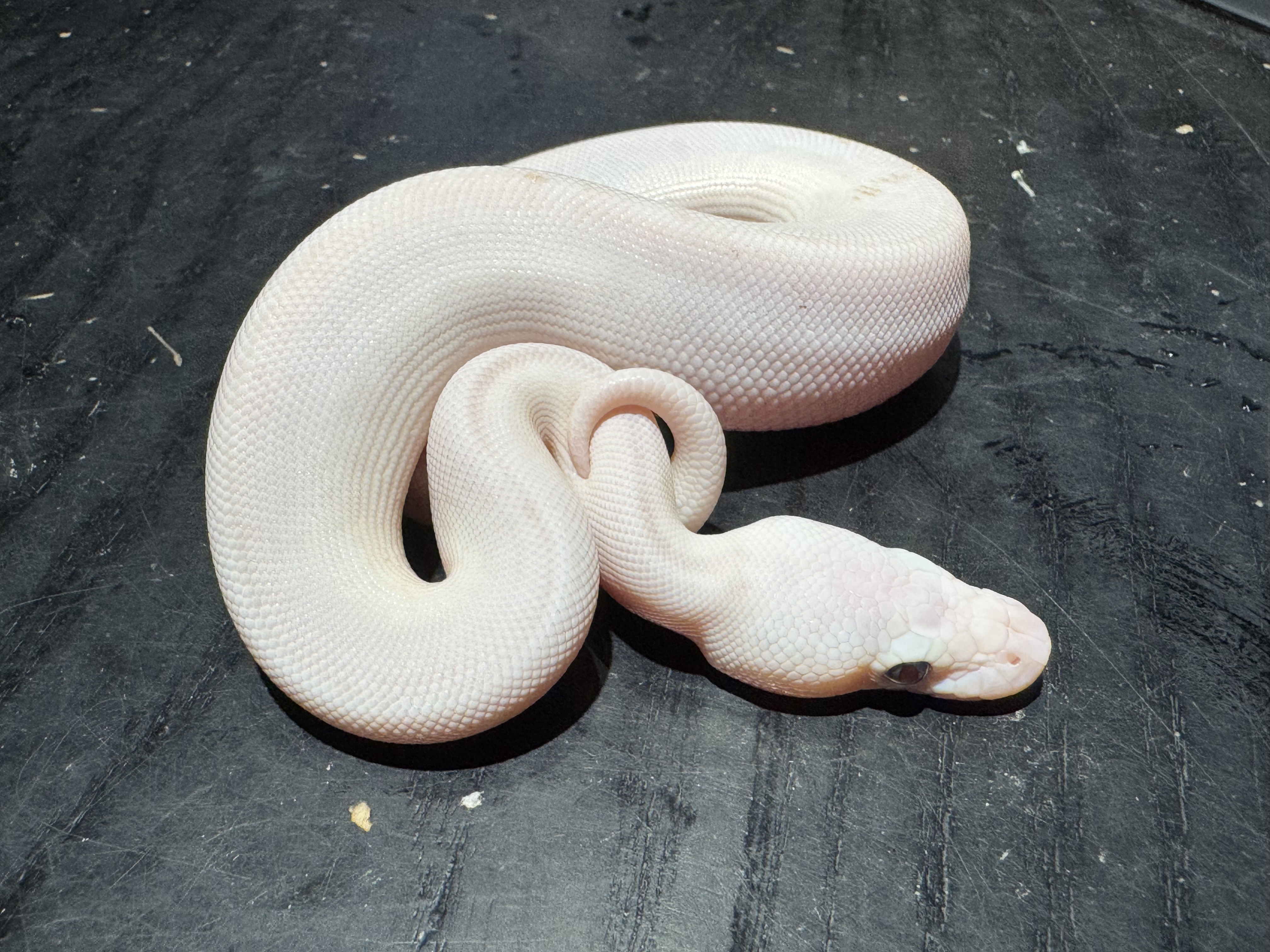 26 Pastel Super Butter het Clown poss Orange Dream Cinnamon 1.0