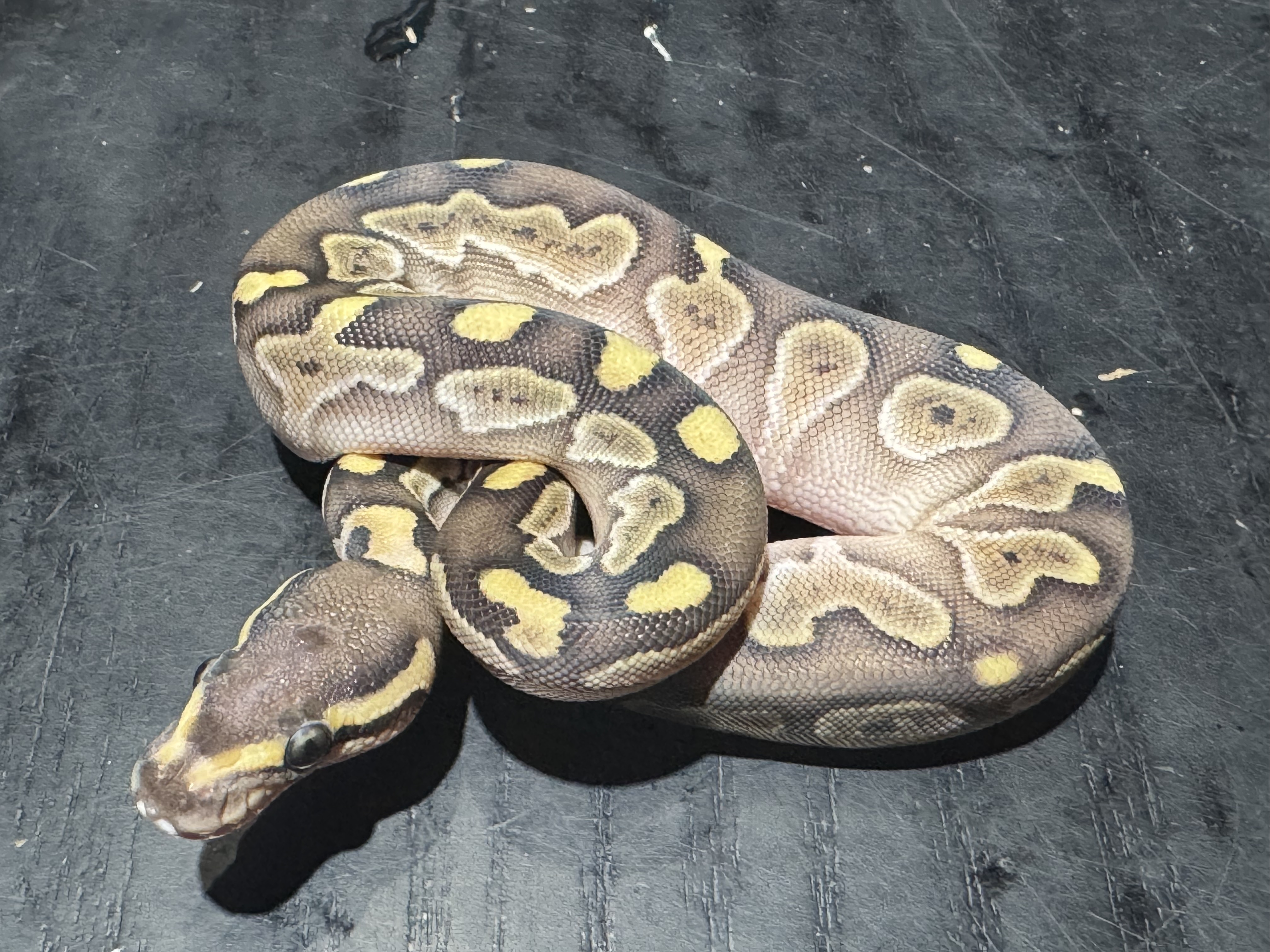 26 Lesser het Ghost Scaleless Head 0.1