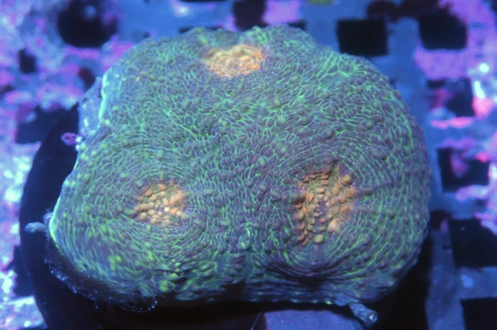 N14（開大約1.吋）