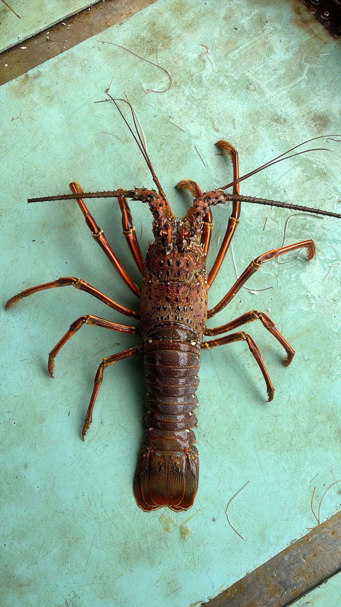 日本刺身級伊勢海老龍蝦