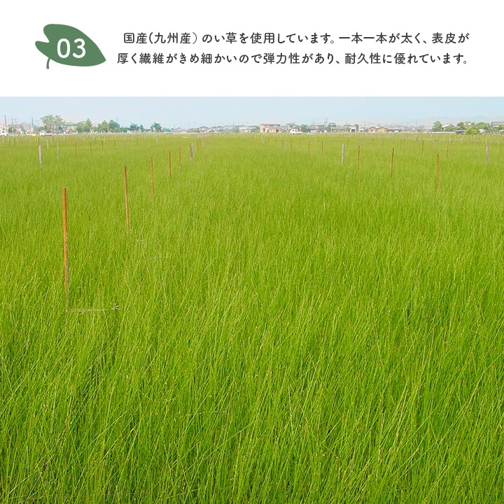 🆕【⭐訂購⭐】🇯🇵日本直送 #龍貓 #日本製 蘆葦草 枕頭(32×10cm)［7款選］🌀 [ELGD-0097][260818]
