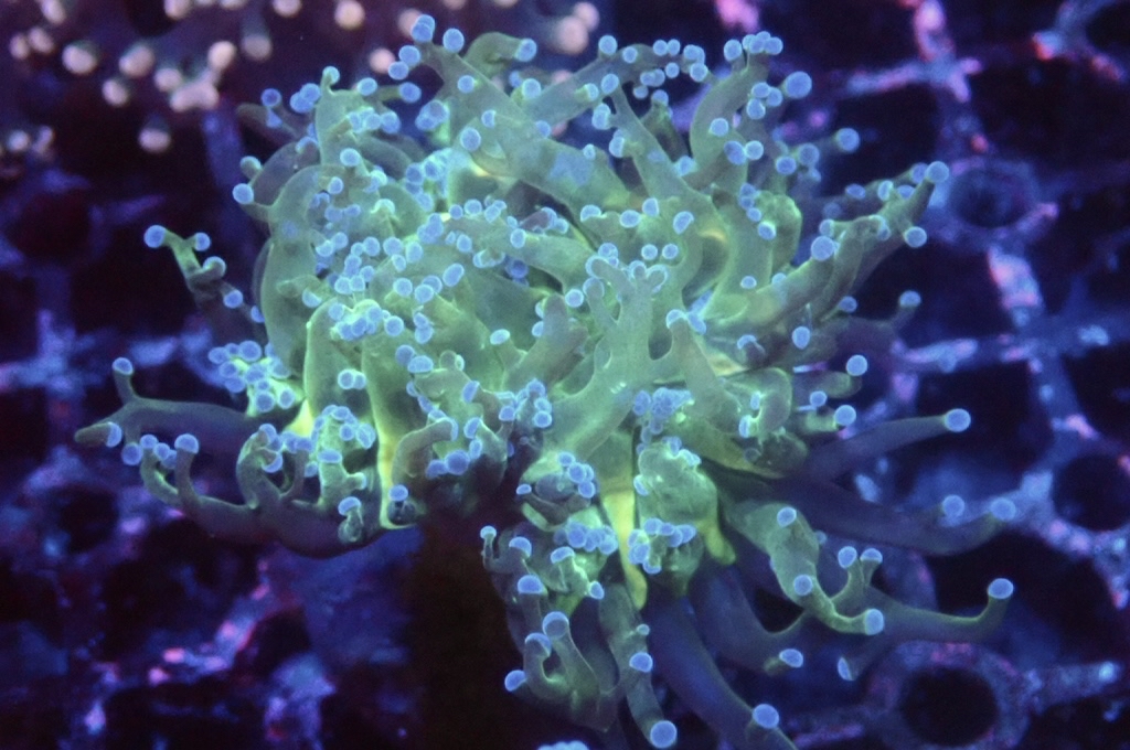 F4 啫喱 （開大約3吋）