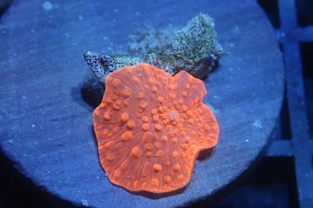 M13 菇  （frag座3.5cm）