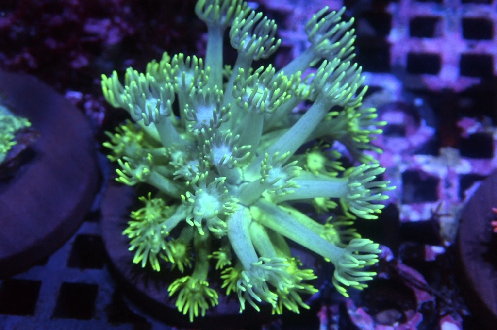 MG10 寶石花仔（Frag座3.5cm)