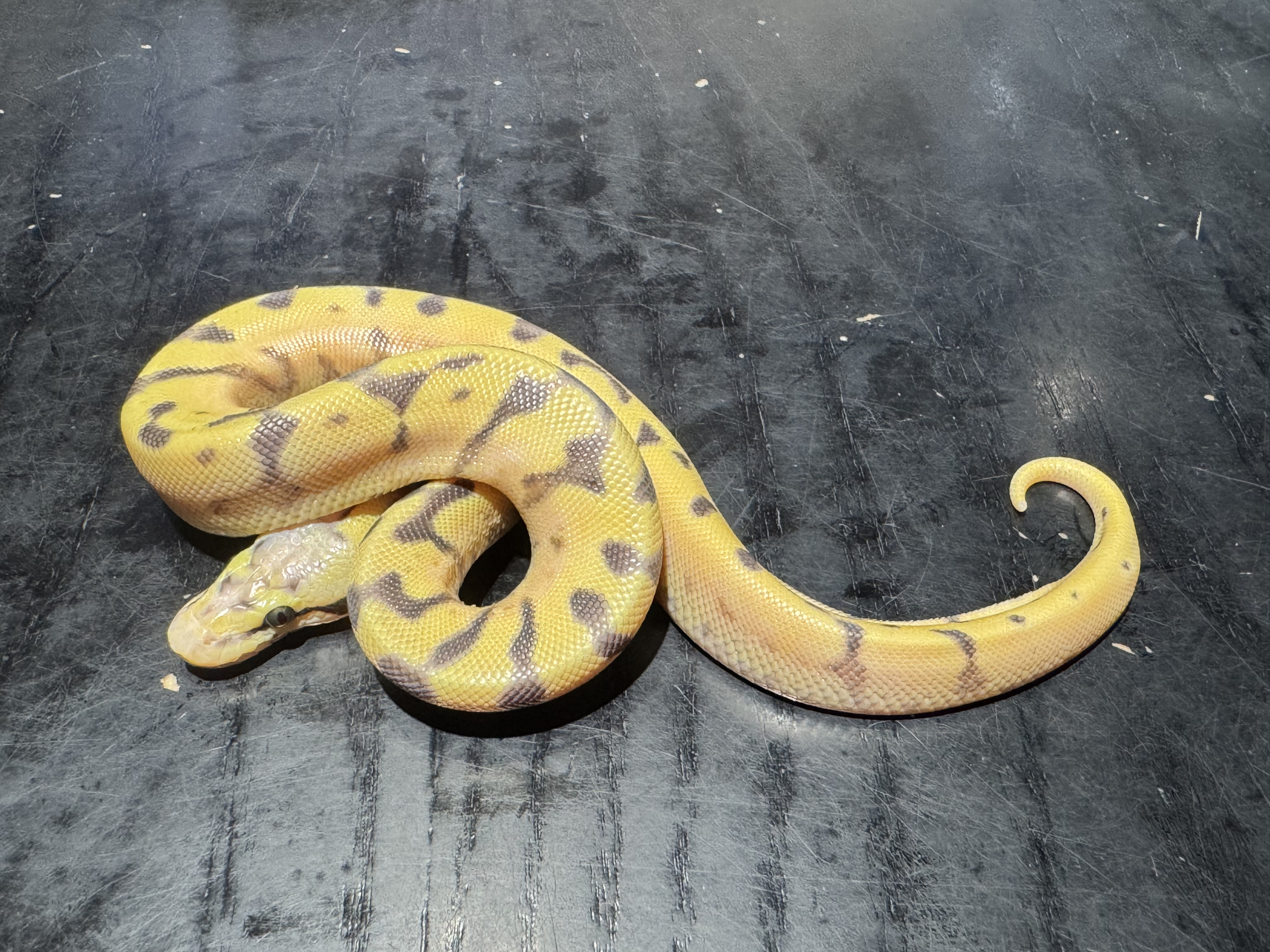 26 Pastel Fire Enchi Spider Yellow Belly het TSK Axanthic 50% het Pied 1.0