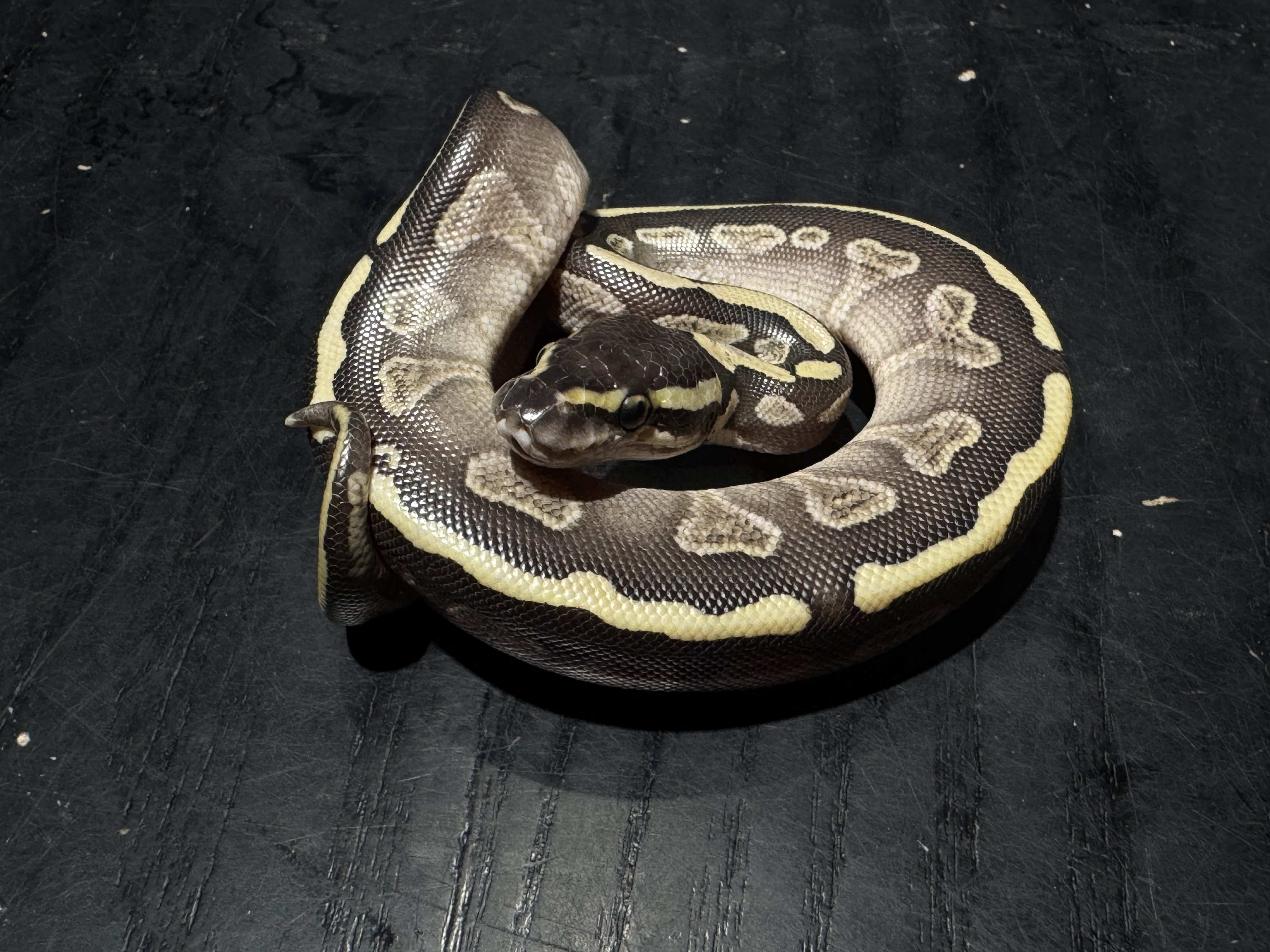 26 GHI Butter het Clown 1.0