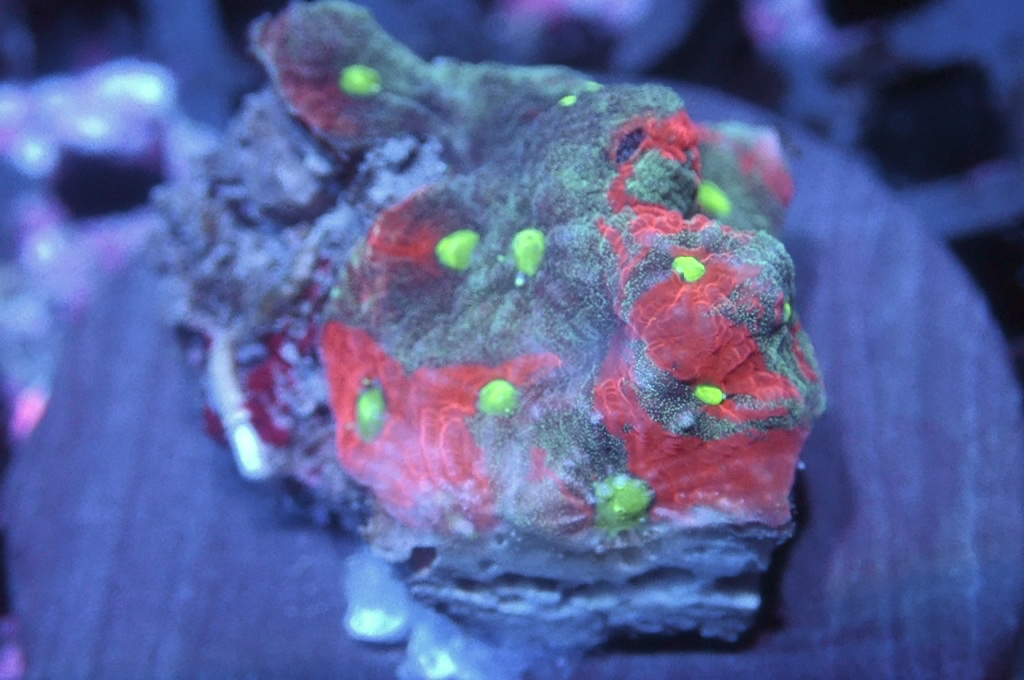 N30（開大約1.吋）