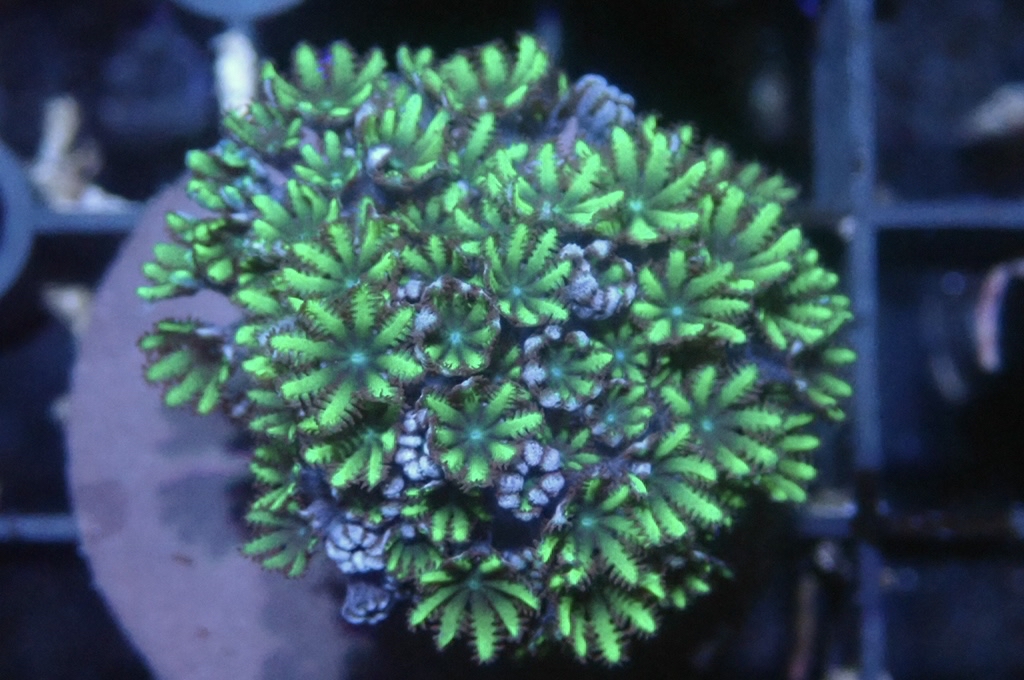 GB1 細種星花 （frag座3.5cm）