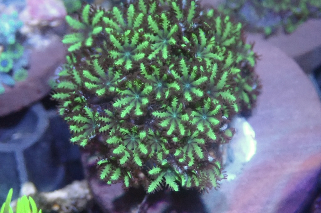 GB10 細種星花 （frag座3.5cm）