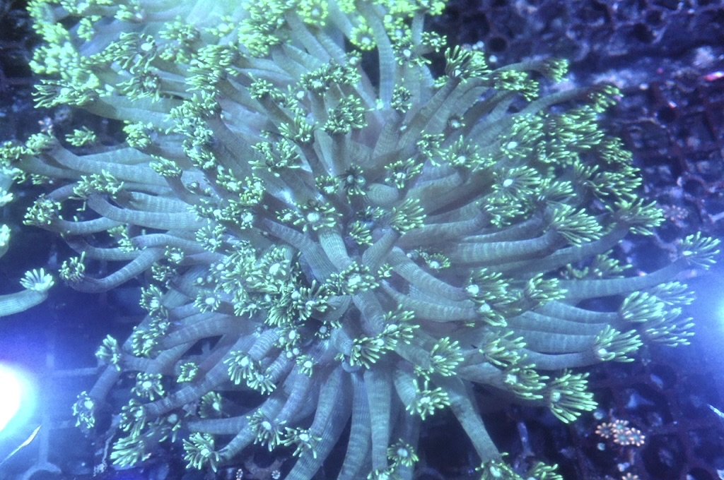 GF6 大寶石花 （開大約6吋）