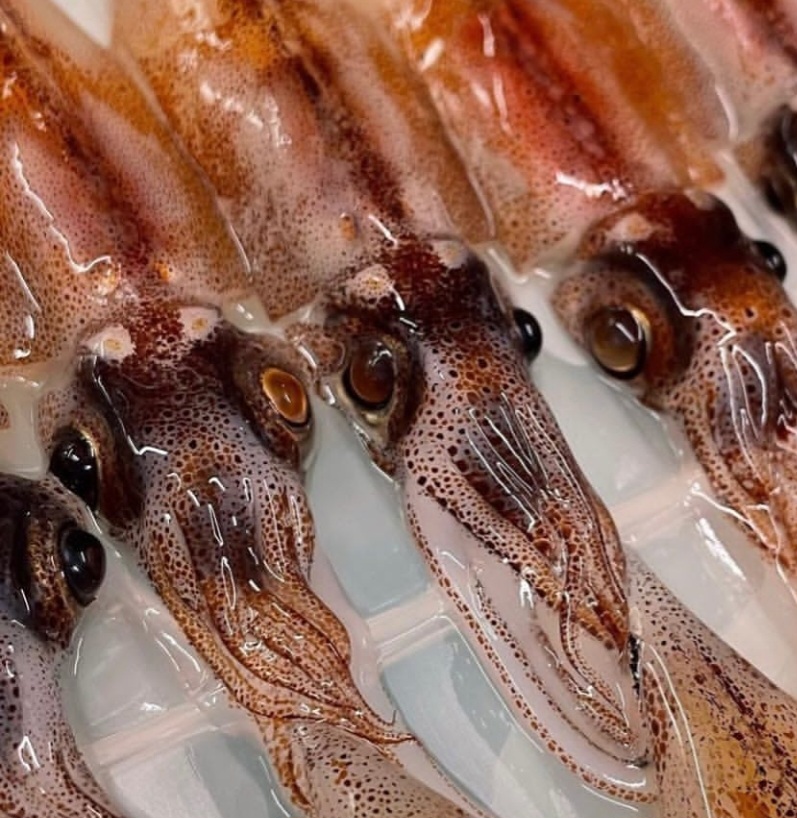 🇯🇵 日本瑩光魷魚 🦑🍣