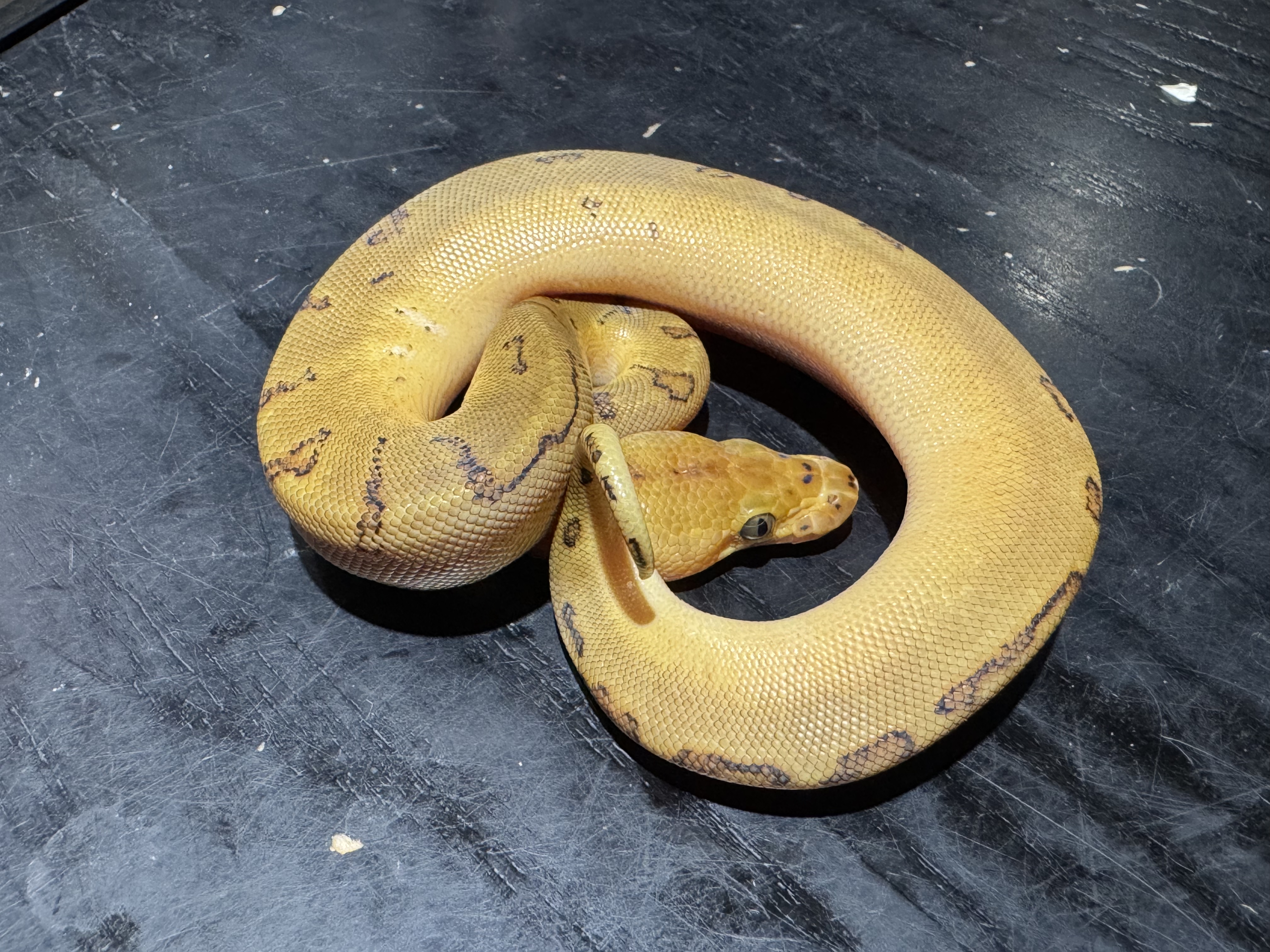 26 Orange Dream Enchi Pinstripe Clown 0.1