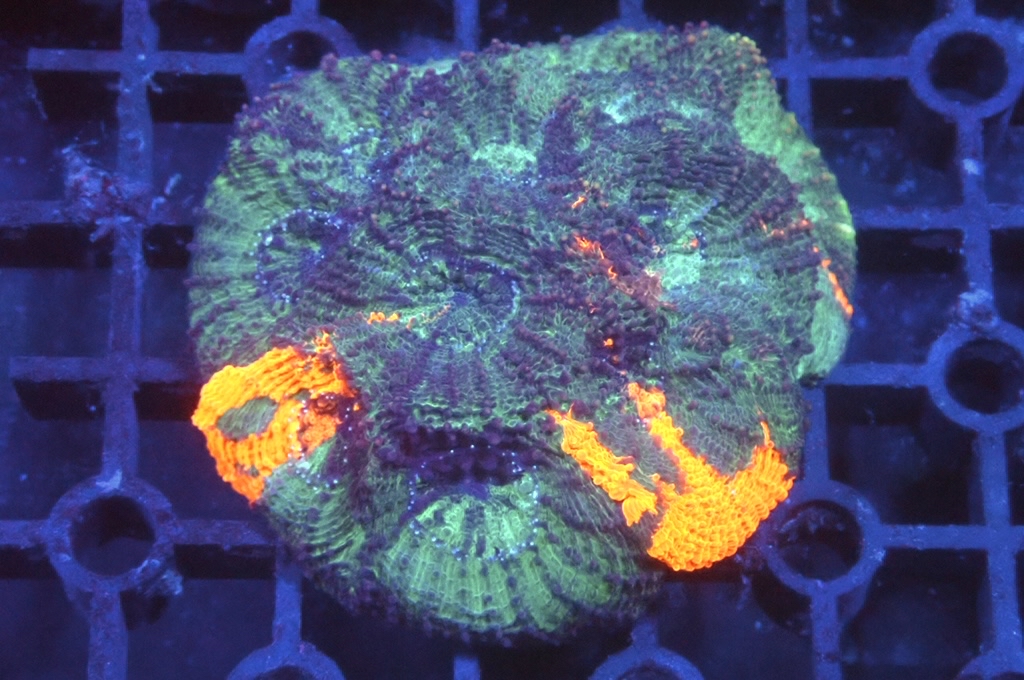 GG3 3色菊腦（開大約2.5吋）