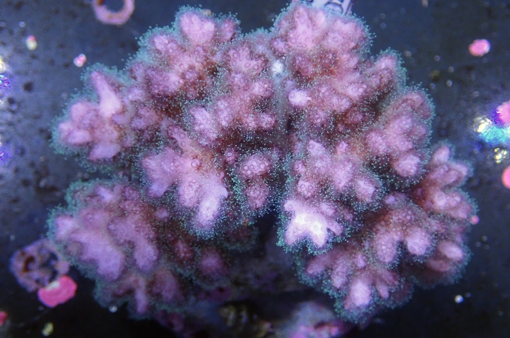 A5 原件光纖圖釘（開大約4.吋）