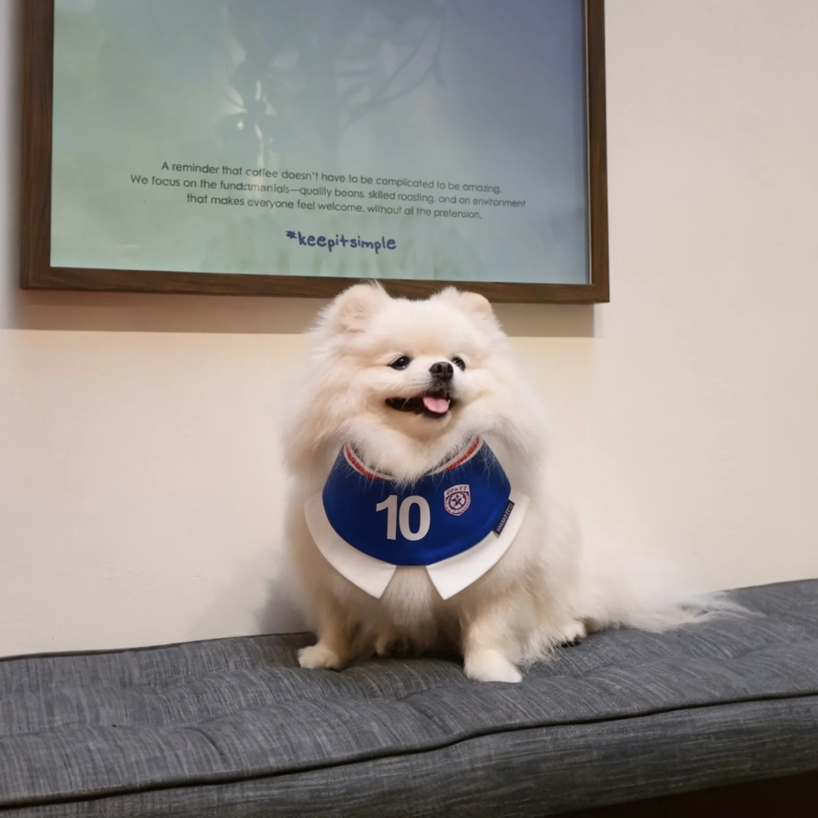 Momoji FC (5-Rome Blue) | Pet Neckwear