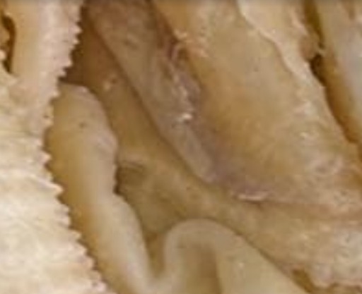 鹹水雞皮一包(18片約250克)