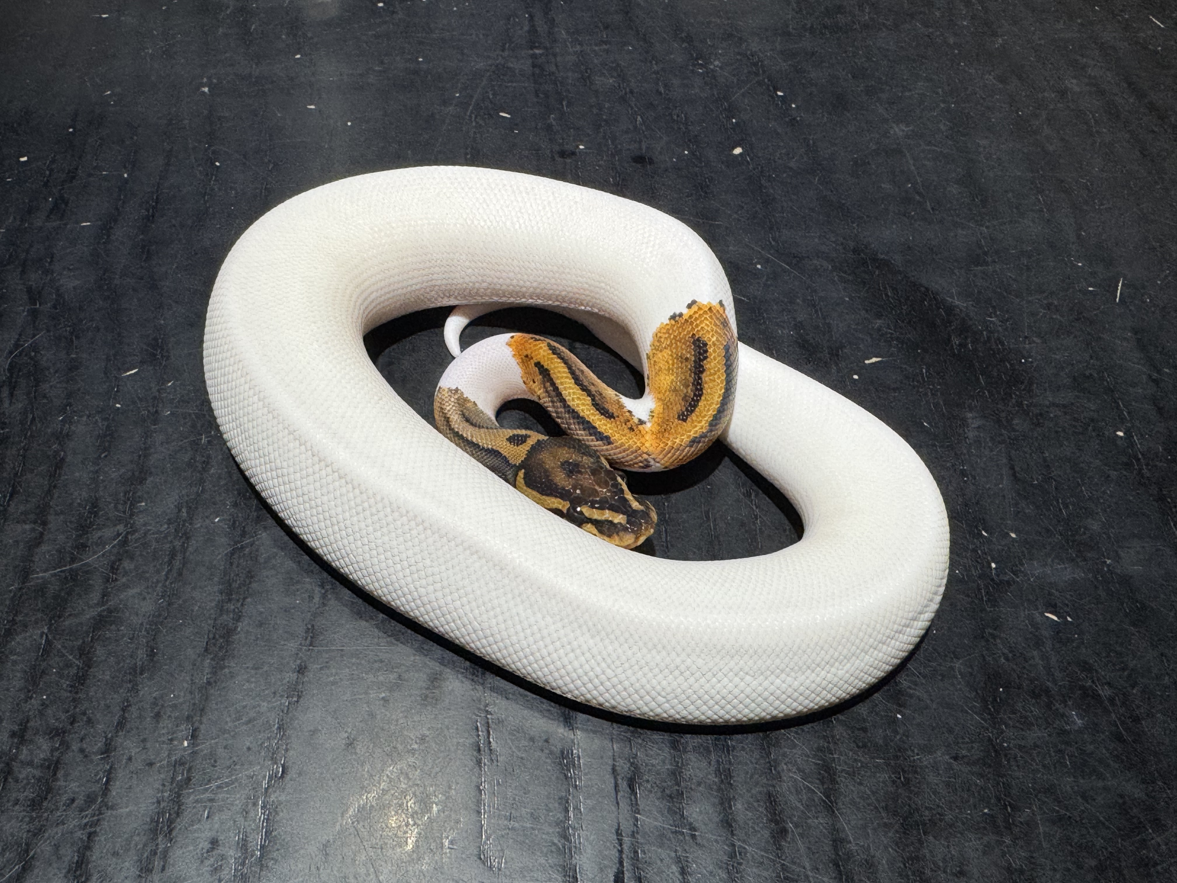 25 Pied 1.0