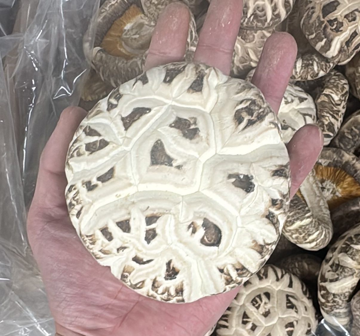 日本珍品王-頂級天白原木花菇禮盒🍄XL