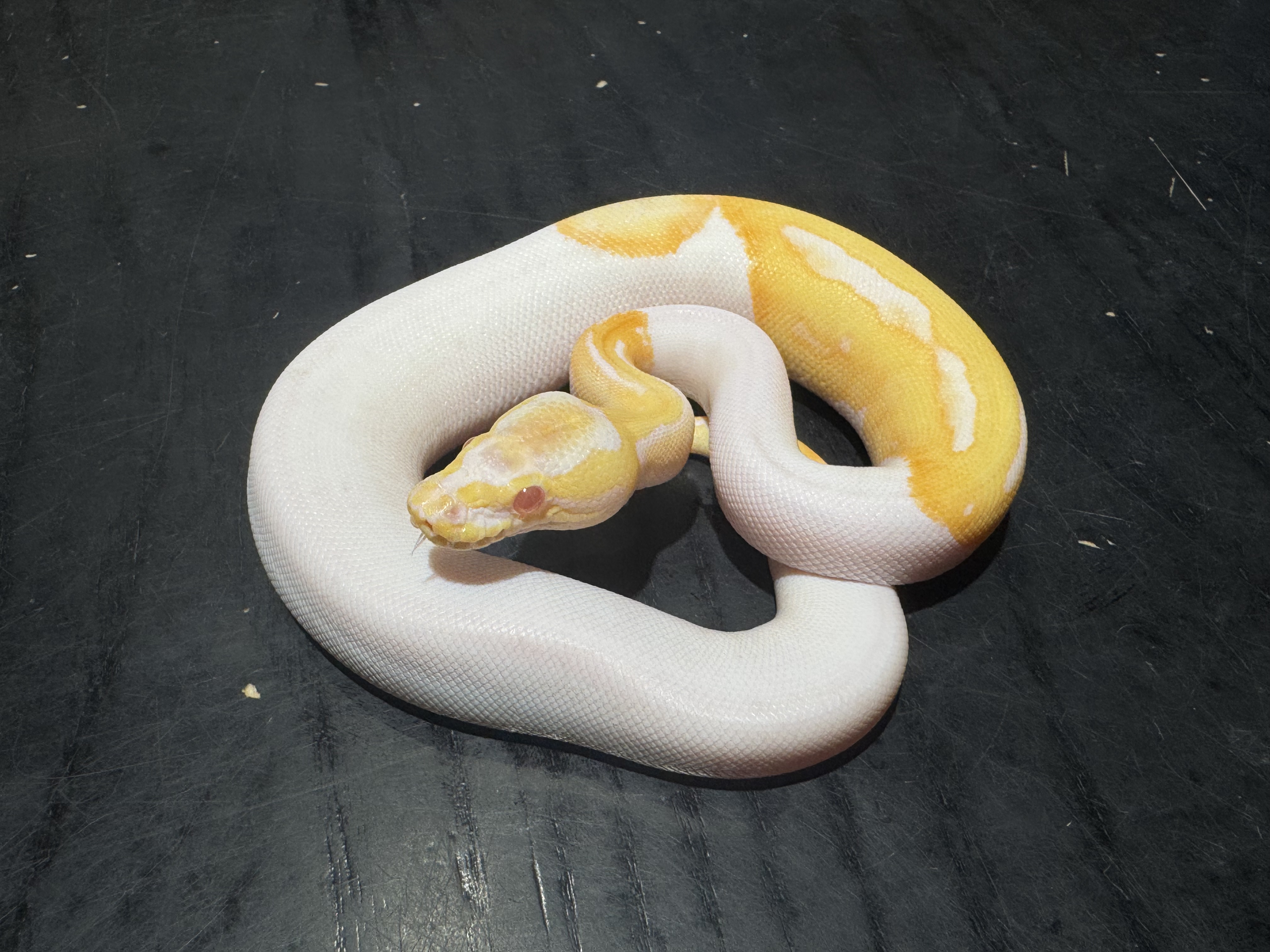 25 Albino Pied 0.1