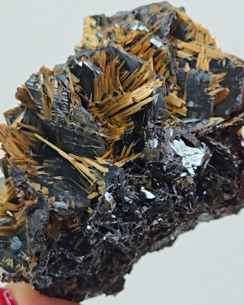 Golden exposed starburst rutiles on black hematite - RT288