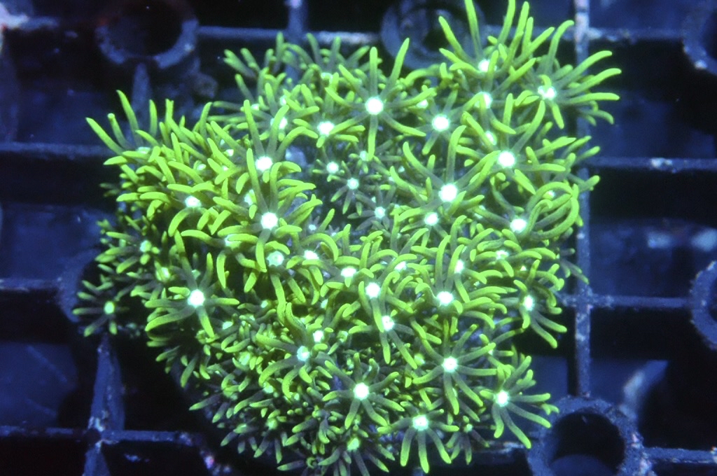 Green 4  綠草皮（開大約1.5吋）