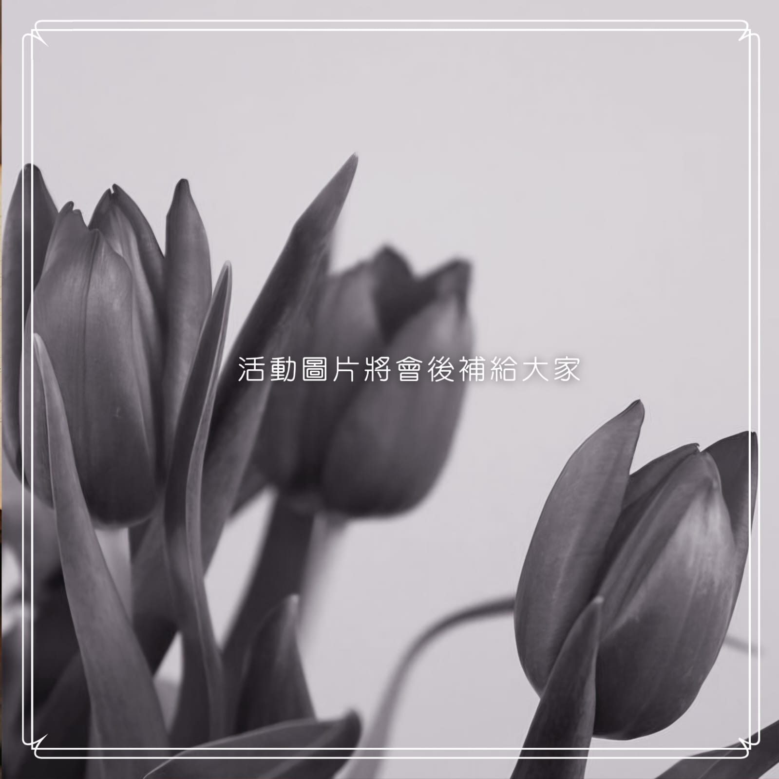 黑色鬱金香 × 黑色鳶尾花季限定｜Violet Lunar Eclipse 產品目錄冊（活動至7月31日）（不適用於折扣活動）