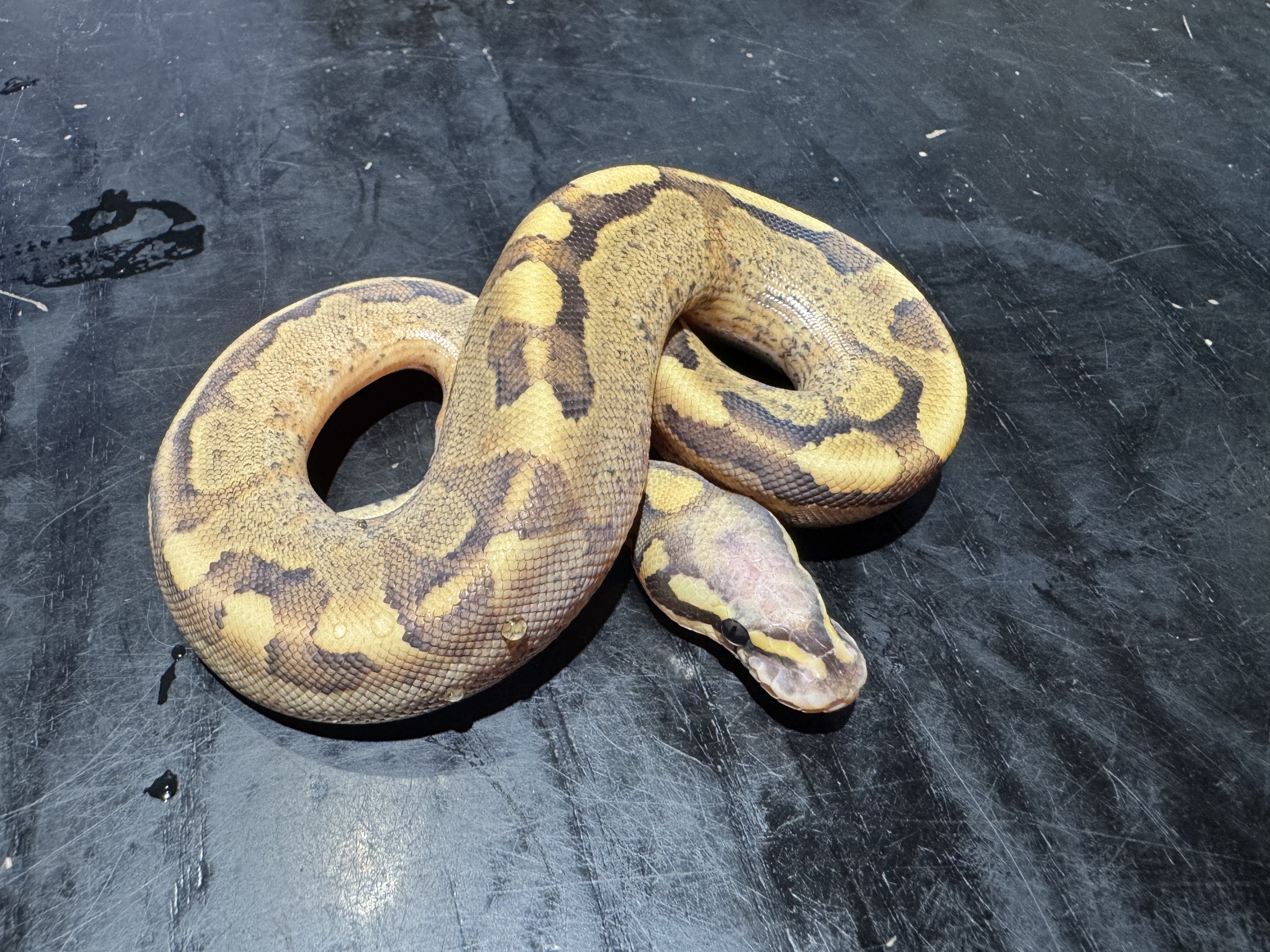 26 Vanilla Fire 1.0