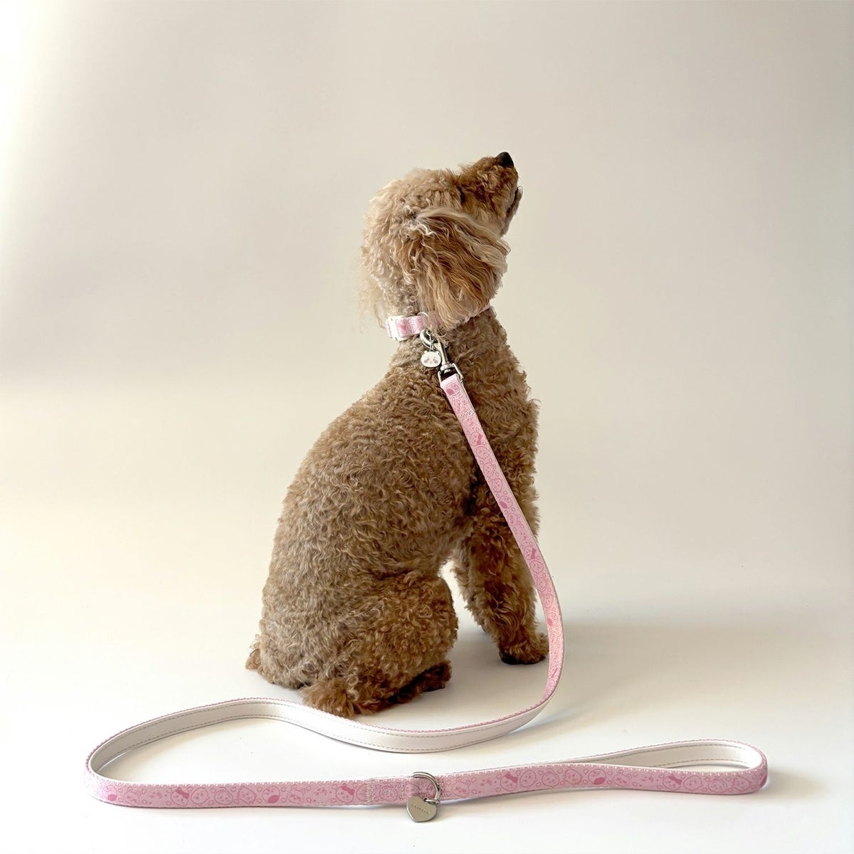 🌸 【預訂】Chiikawa 小型犬用 狗帶 