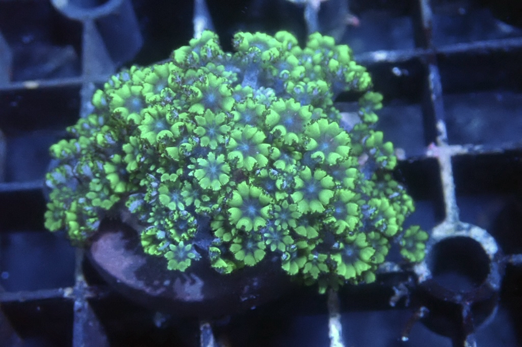 GB1 藍心細星花（frag座3.5cm)