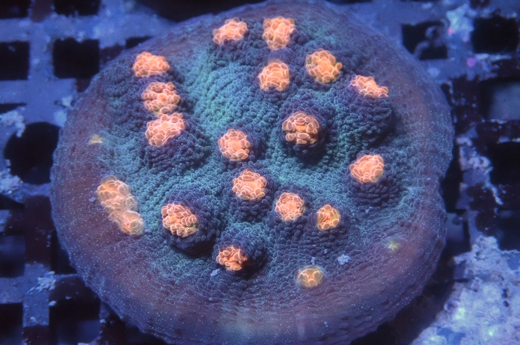 N3（FRAG座3.5CM）