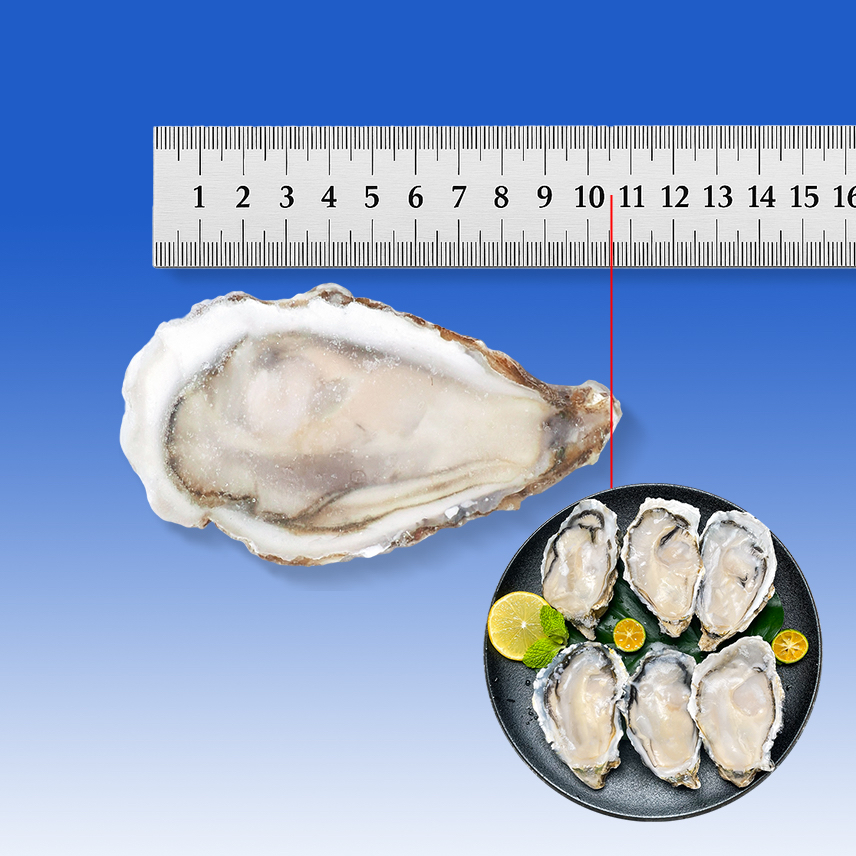 原漿半殼 A1011（10-11cm）【原箱購買 - 3箱 起】 (只可以熟食)