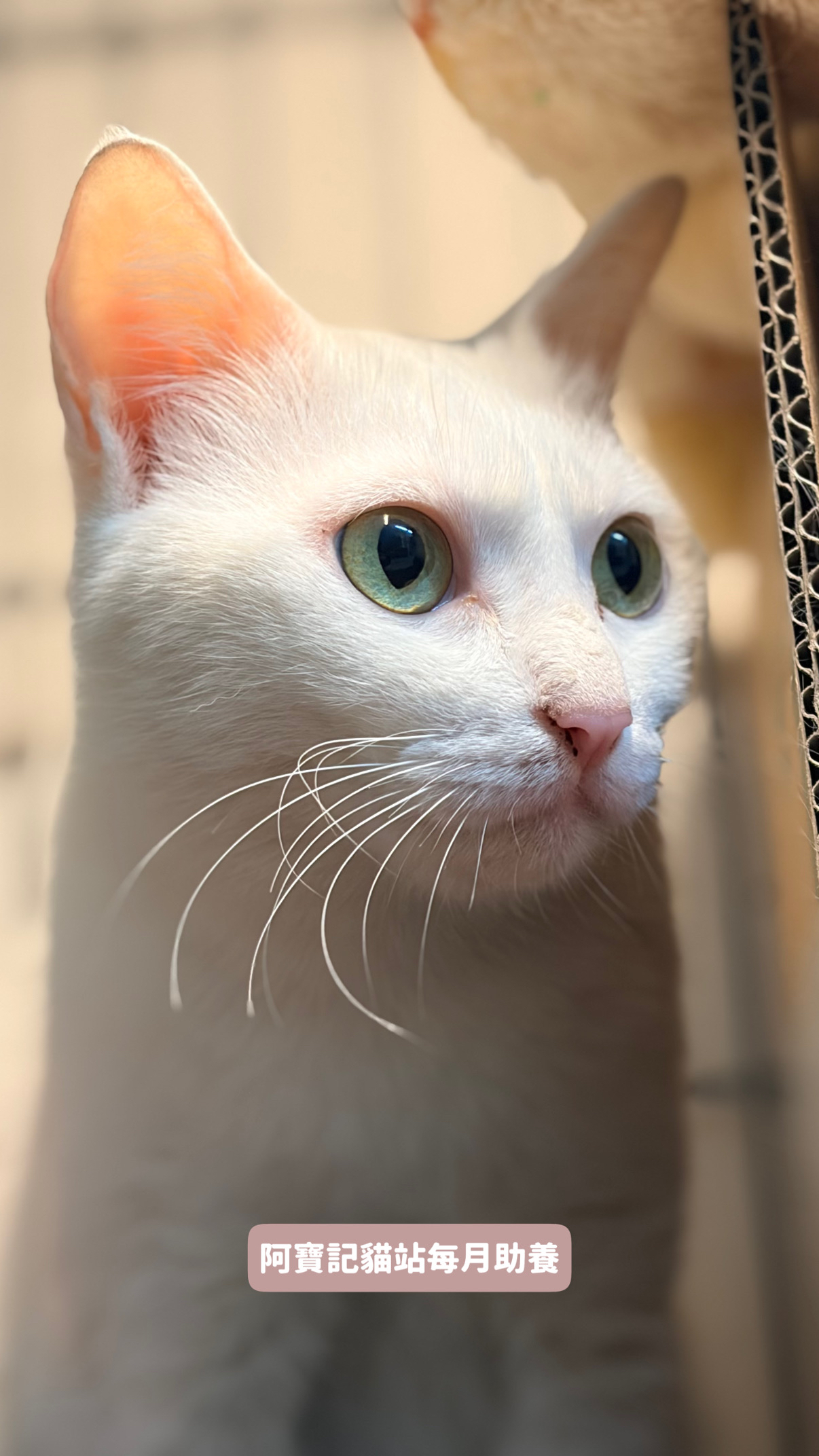 助養砂卡娜｜指定助養貓咪 Special Plan ｜貓站每月助養計畫