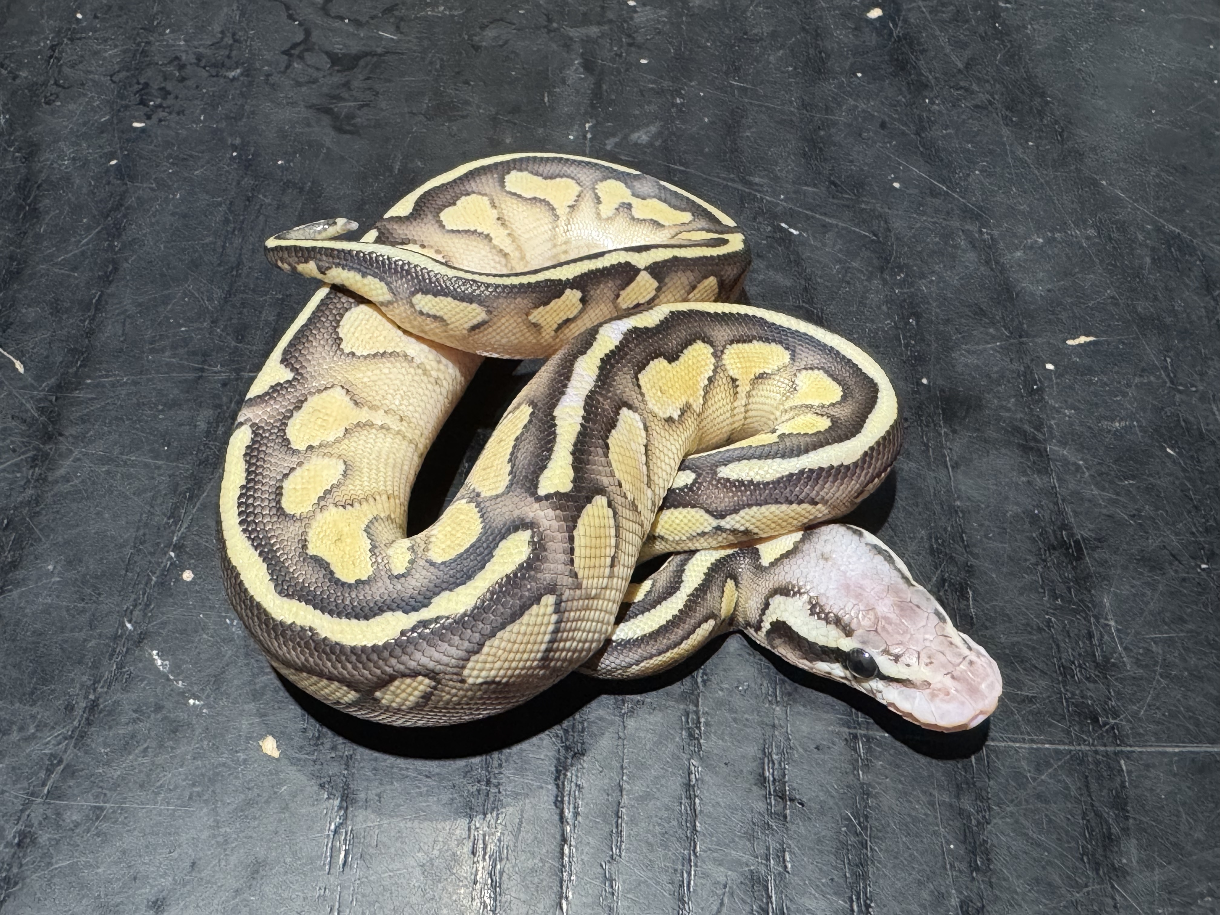 26 Pastel Lesser Asphalt or Yellow Belly 0.1