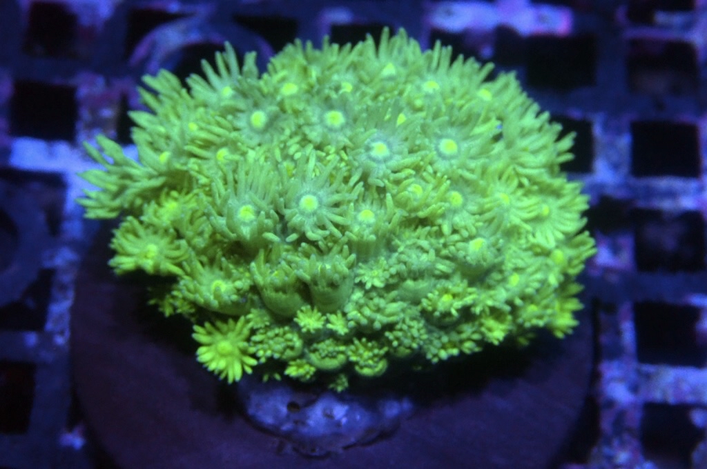 MG20 寶石花仔（Frag座3.5cm)