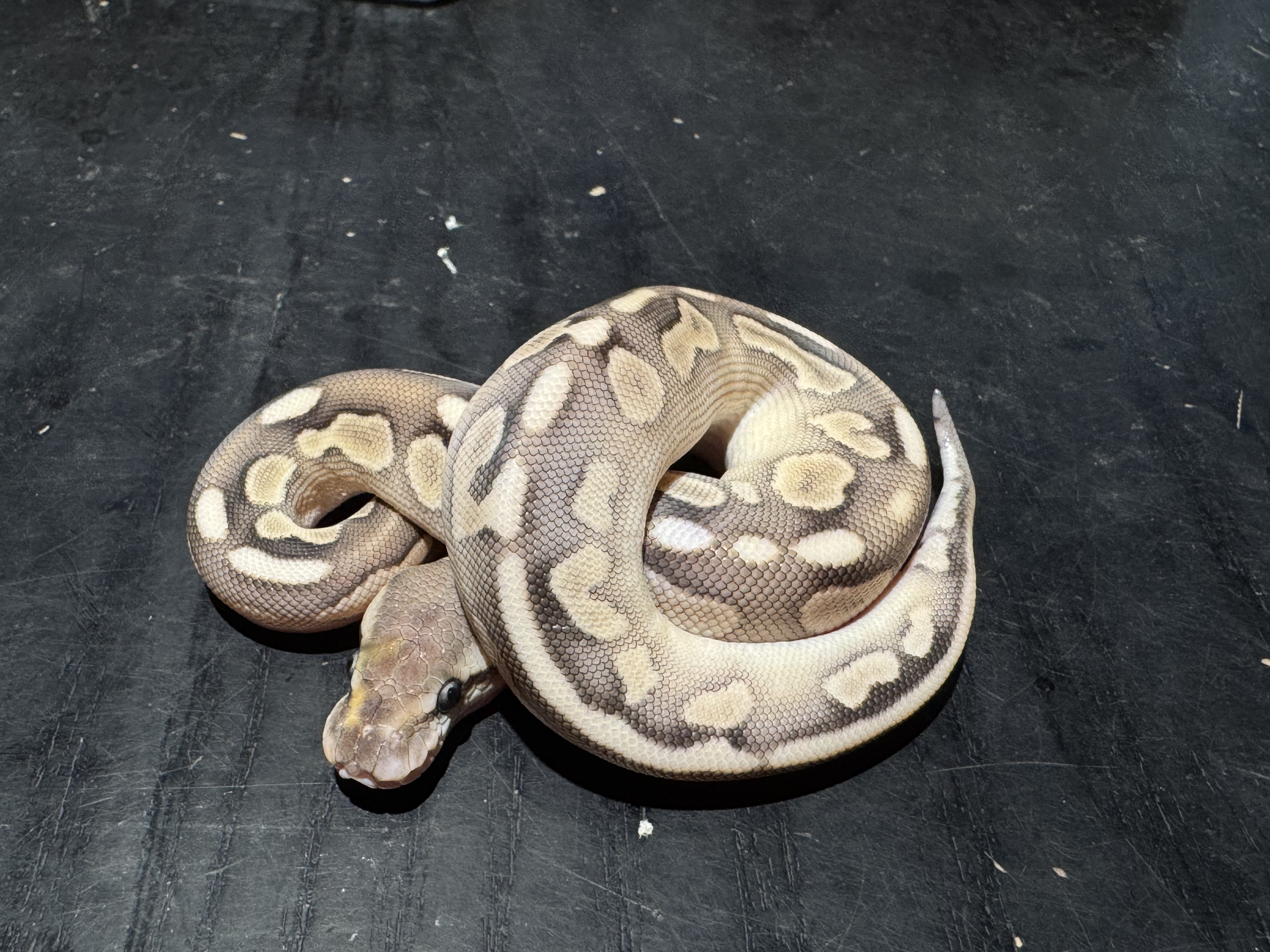 26 Pastel Butter Cinnamon het Clown poss  Orange Dream  0.1