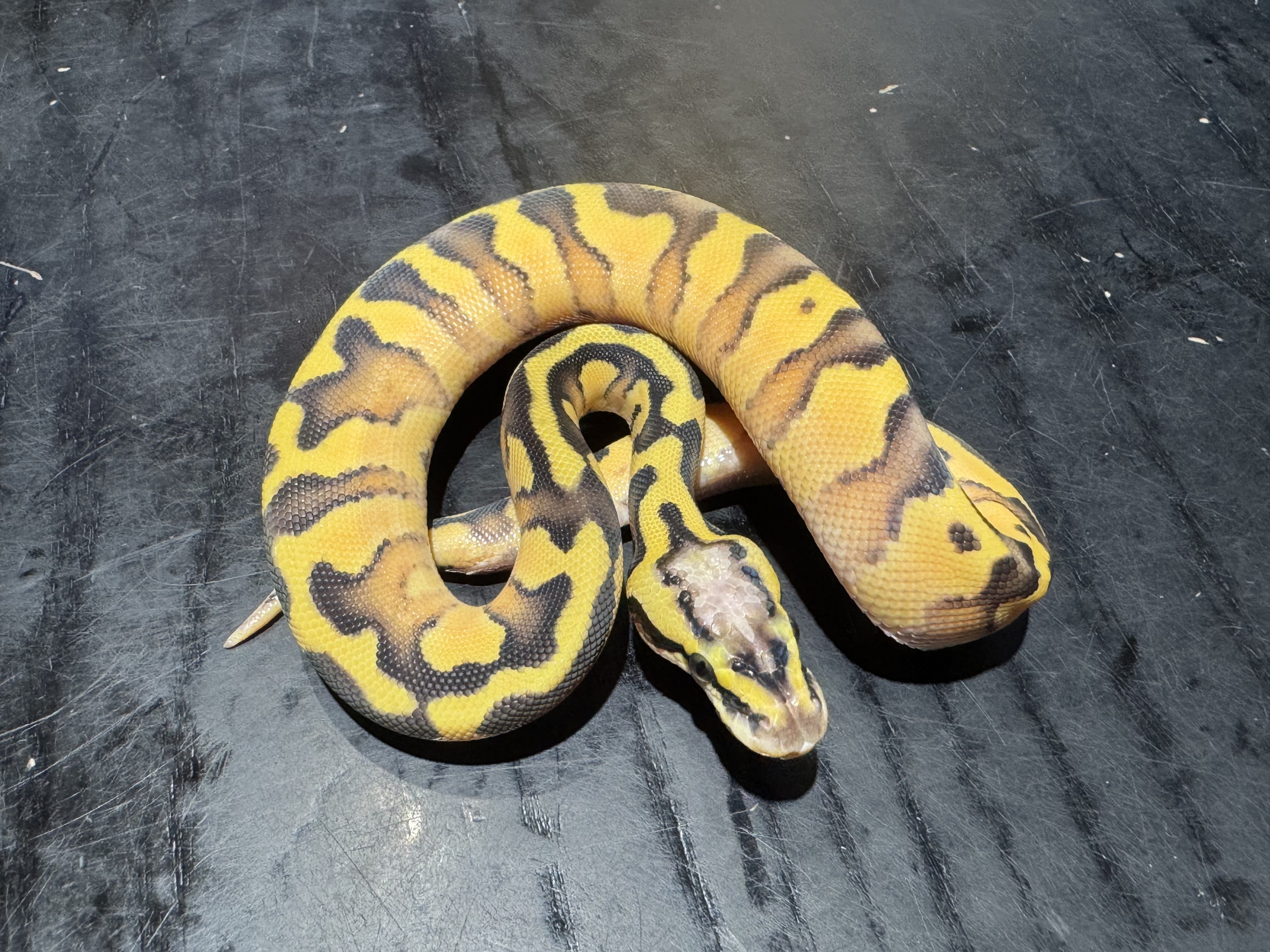 26 Pastel Fire Enchi Yellow Belly het TSK Axanthic 50% het Pied 1.0