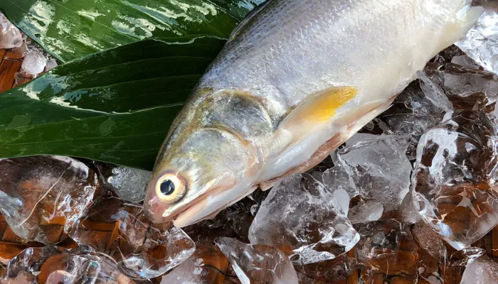 馬友魚一夜鮮201-250g（三去開背）