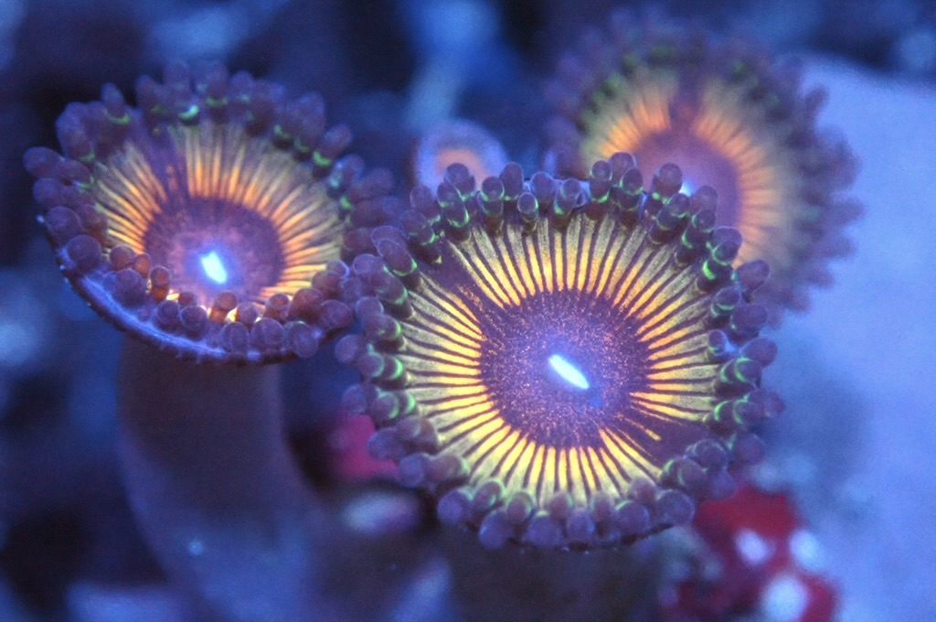 Z13 鈕扣（FRAG座2CM）