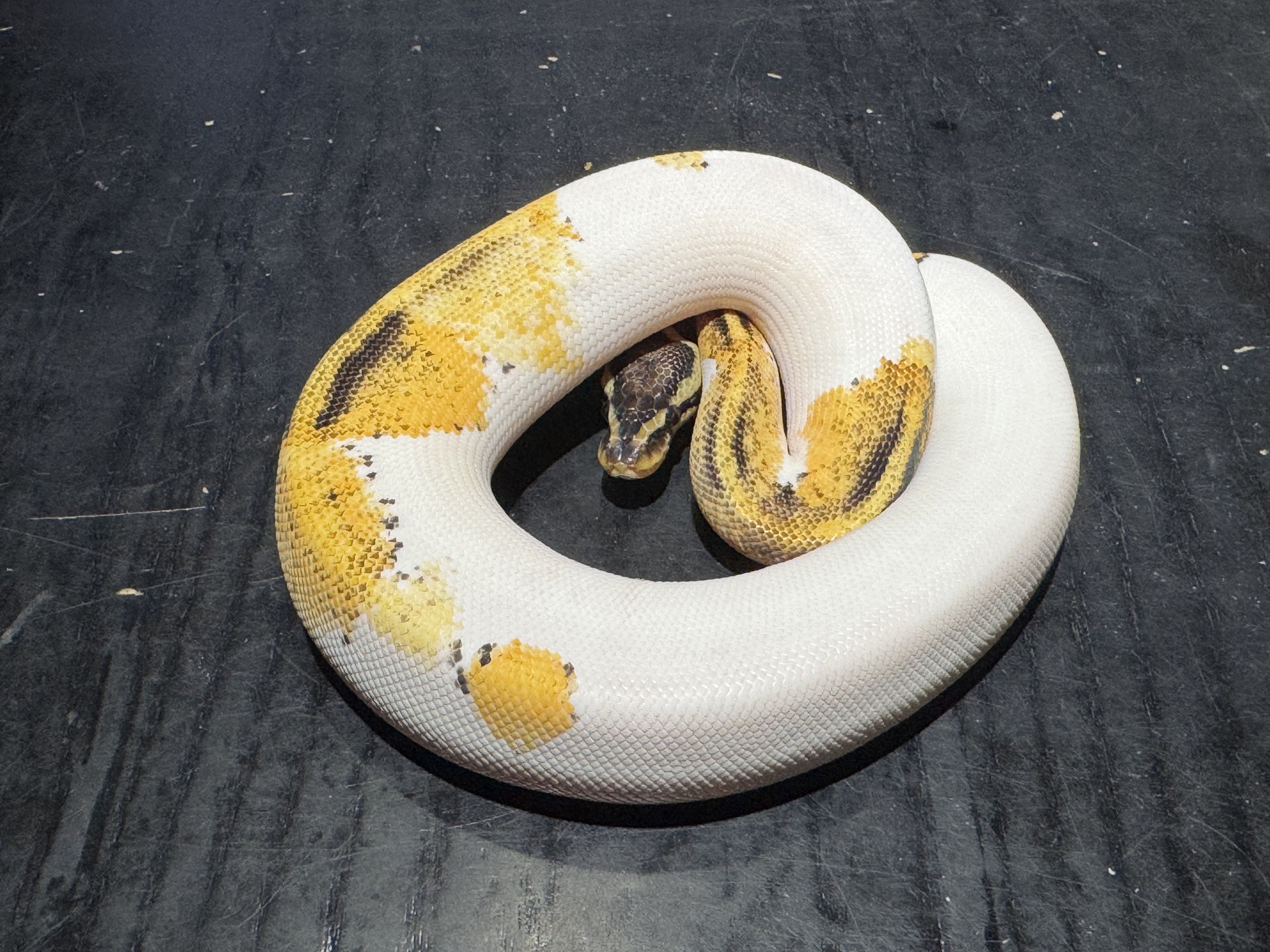 25 Super Stripe Pied 0.1