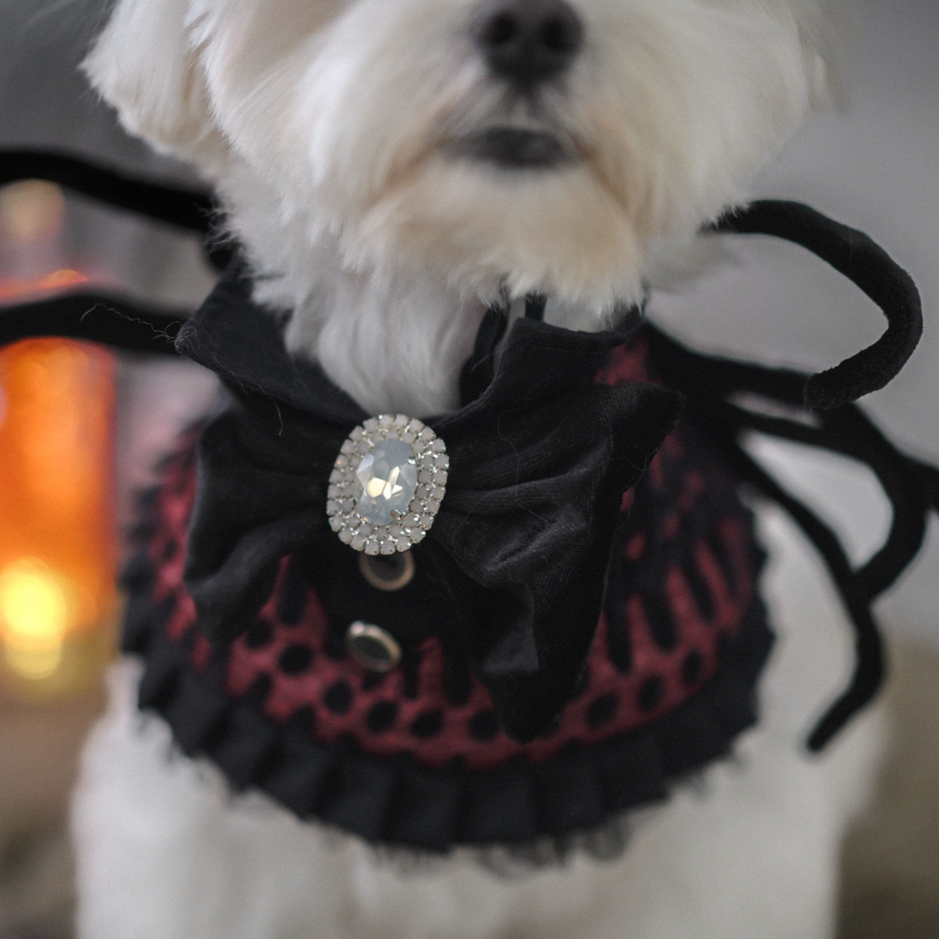 🎃Haunted Castle – Crimson Spider Pet Cape