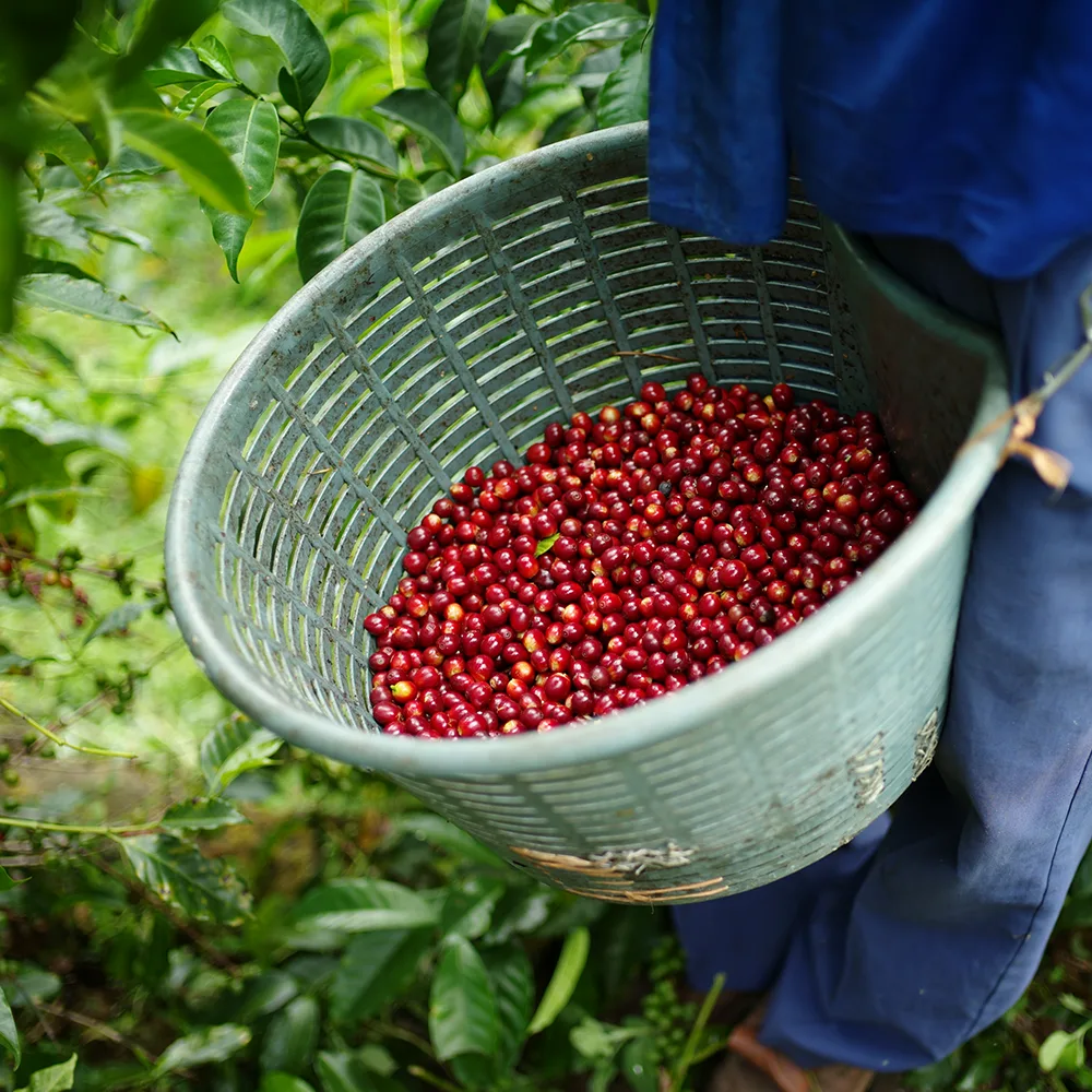 韓國🇰🇷 TERAROSA | SO | Panama Jose Geisha 250g