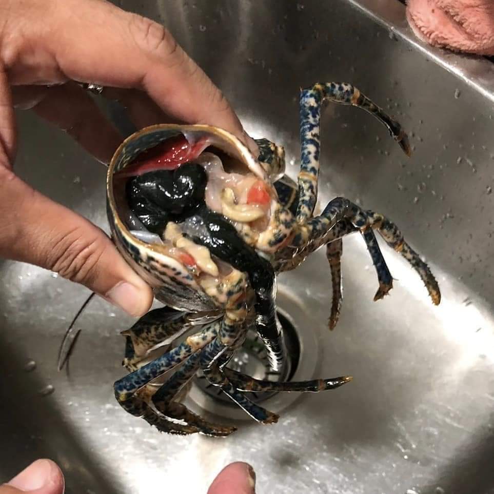 🇬🇧 生猛超甜有膏英國藍龍蝦🦞 10両至3.5斤/隻