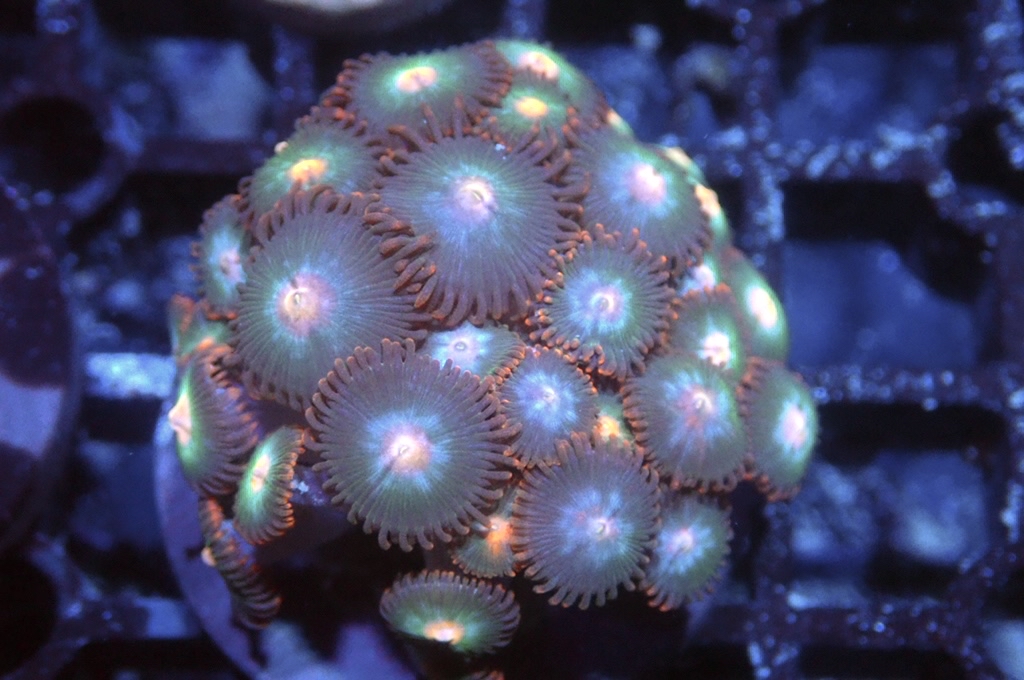 Z15 鈕扣（FRAG座2CM）